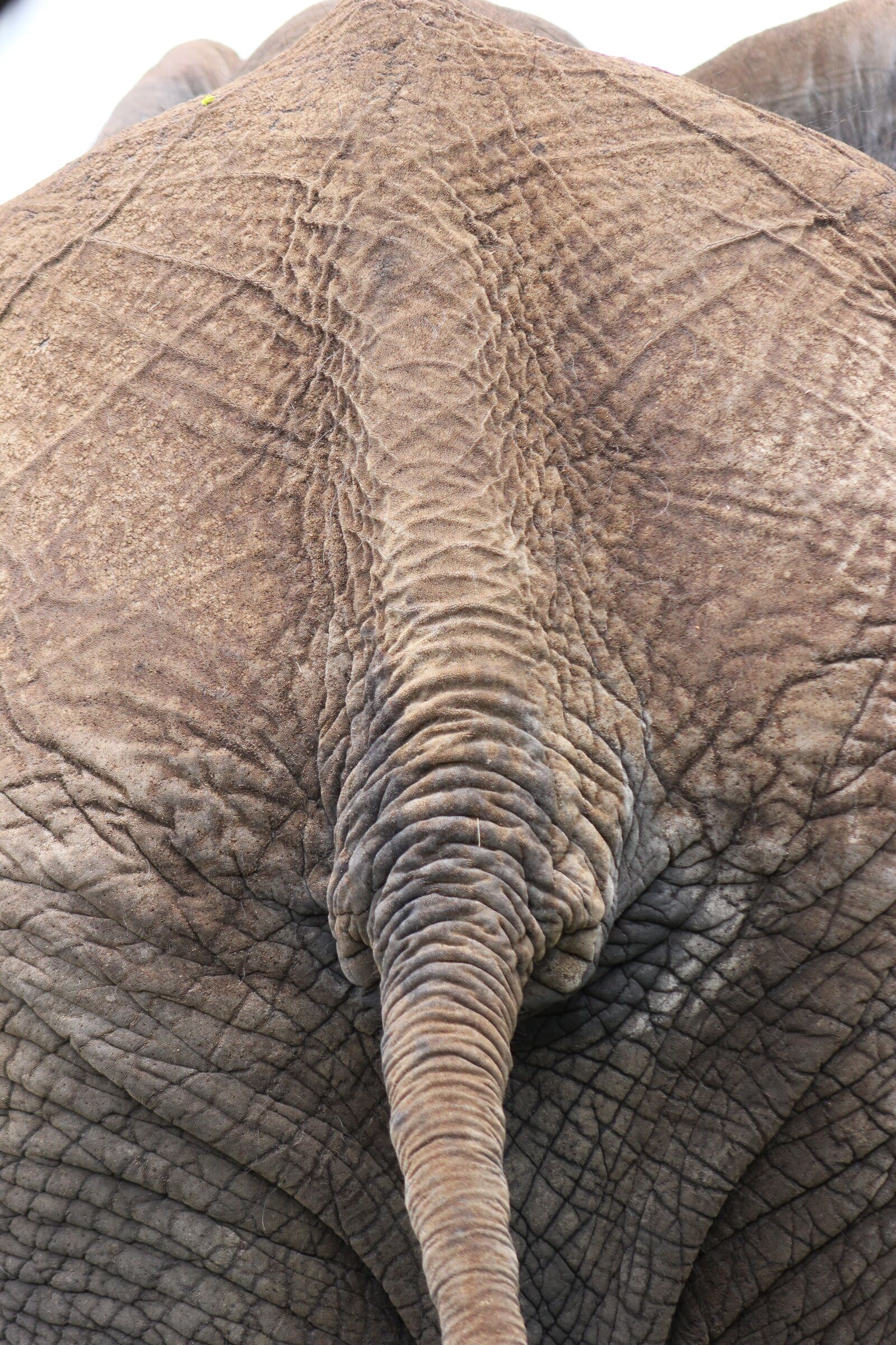 Canon EOS 550D (EOS Rebel T2i / EOS Kiss X4) sample photo. Elephant's butt, back, tail photography