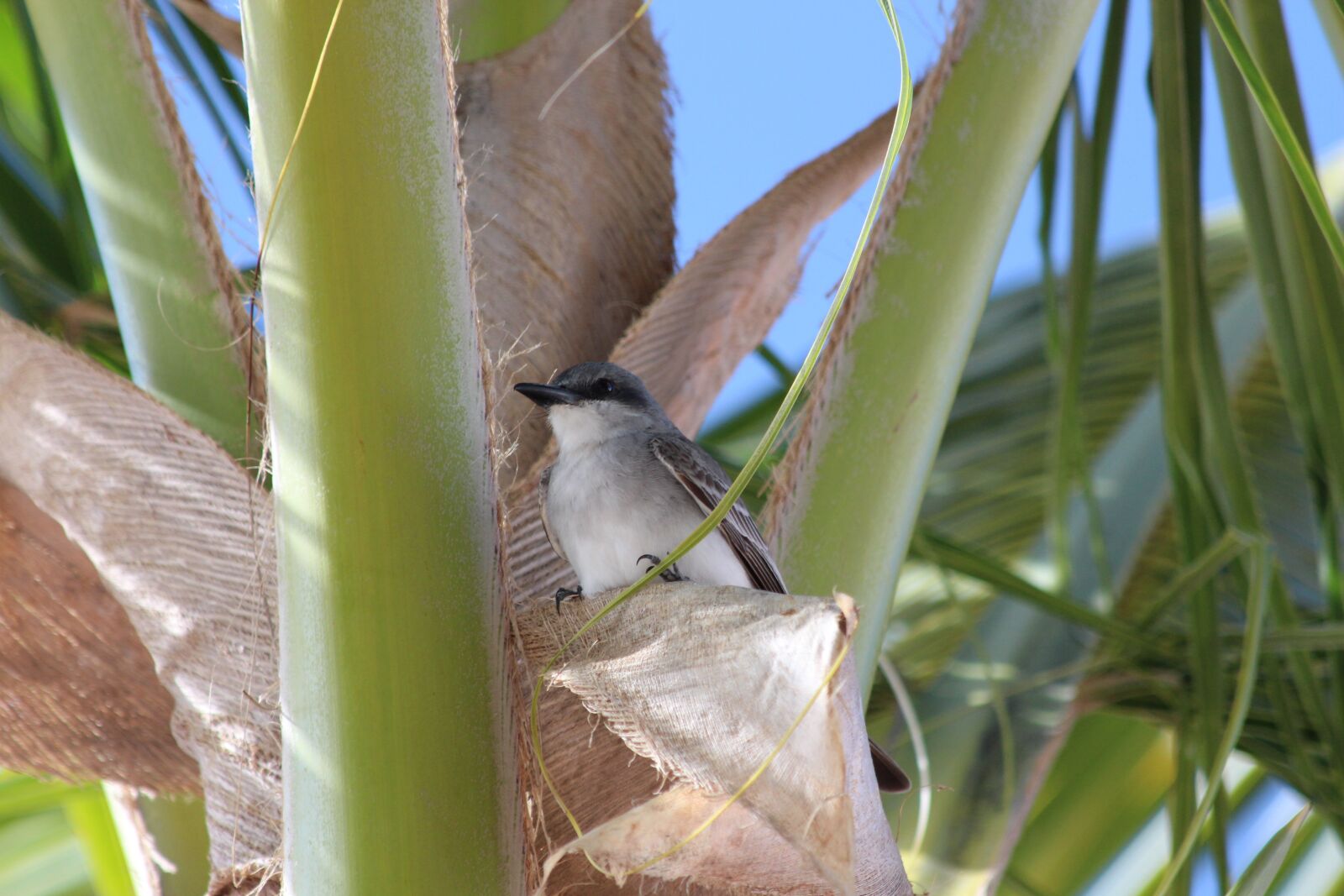 Canon EOS 650D (EOS Rebel T4i / EOS Kiss X6i) sample photo. Grey tyrant, bird, tyrannus photography