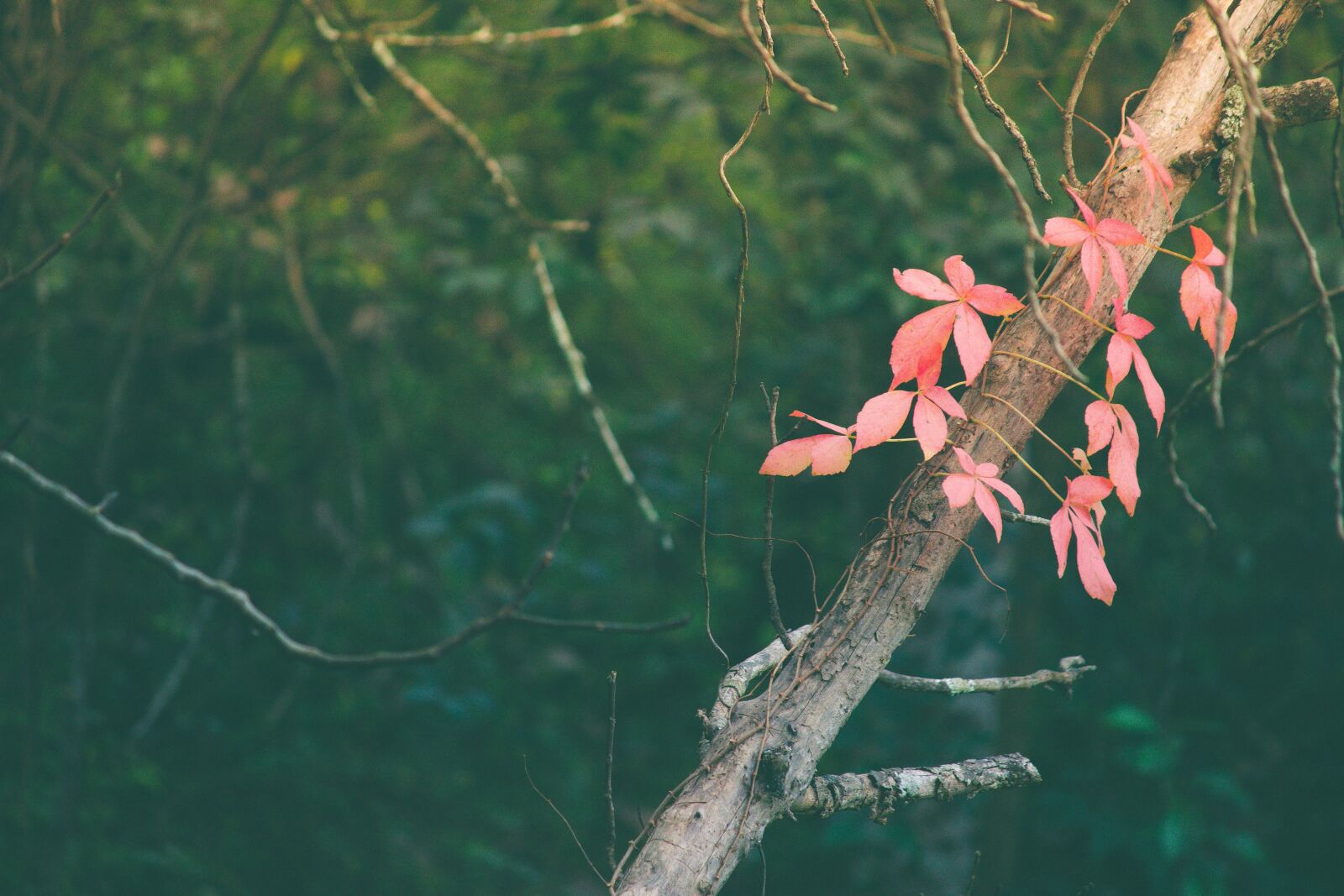 Canon EOS 600D (Rebel EOS T3i / EOS Kiss X5) sample photo. Pink, leaves, vine photography
