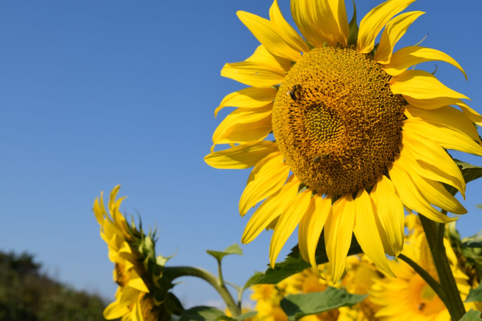 Nikon D3300 sample photo. Sunflower, flower, bee photography