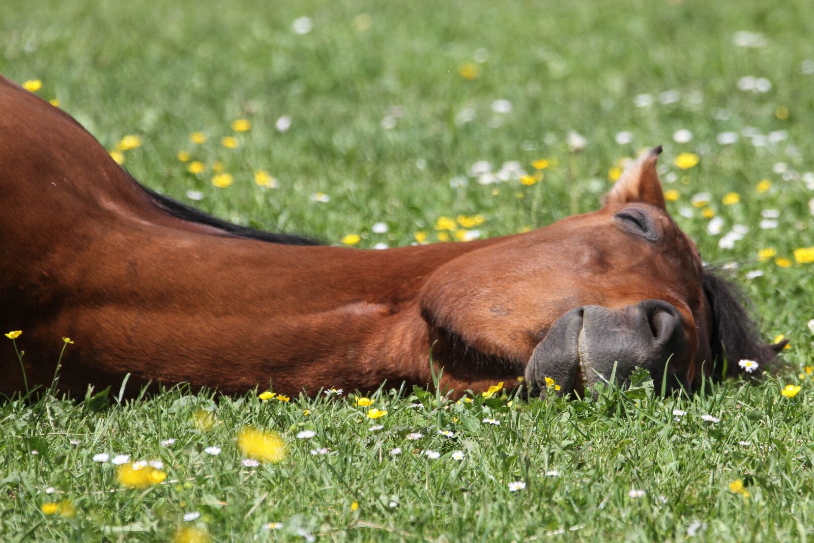 Canon EOS 7D sample photo. Horse, relax, pasture photography