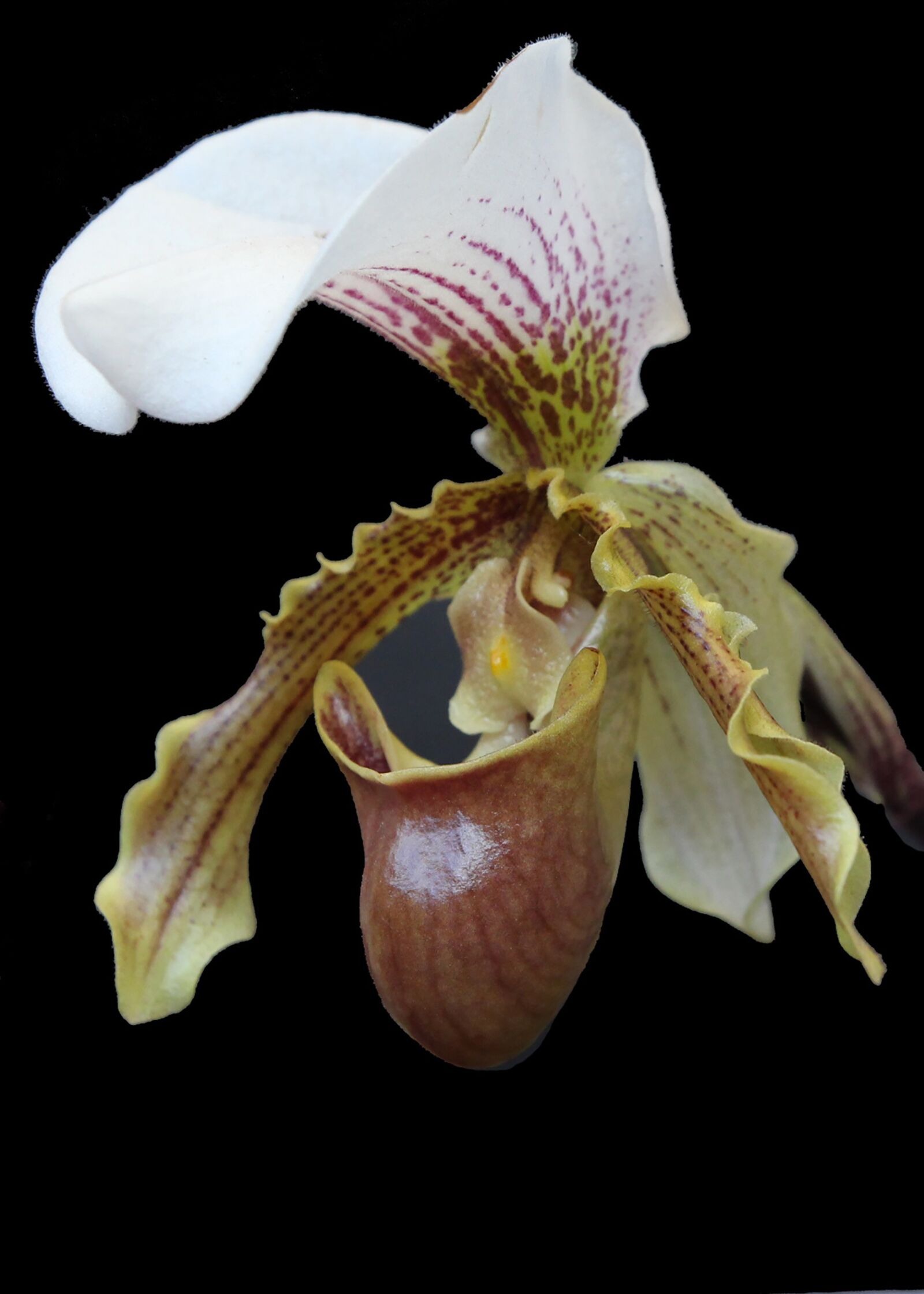 Canon EOS 650D (EOS Rebel T4i / EOS Kiss X6i) sample photo. Orquidea, flowers, slipper photography