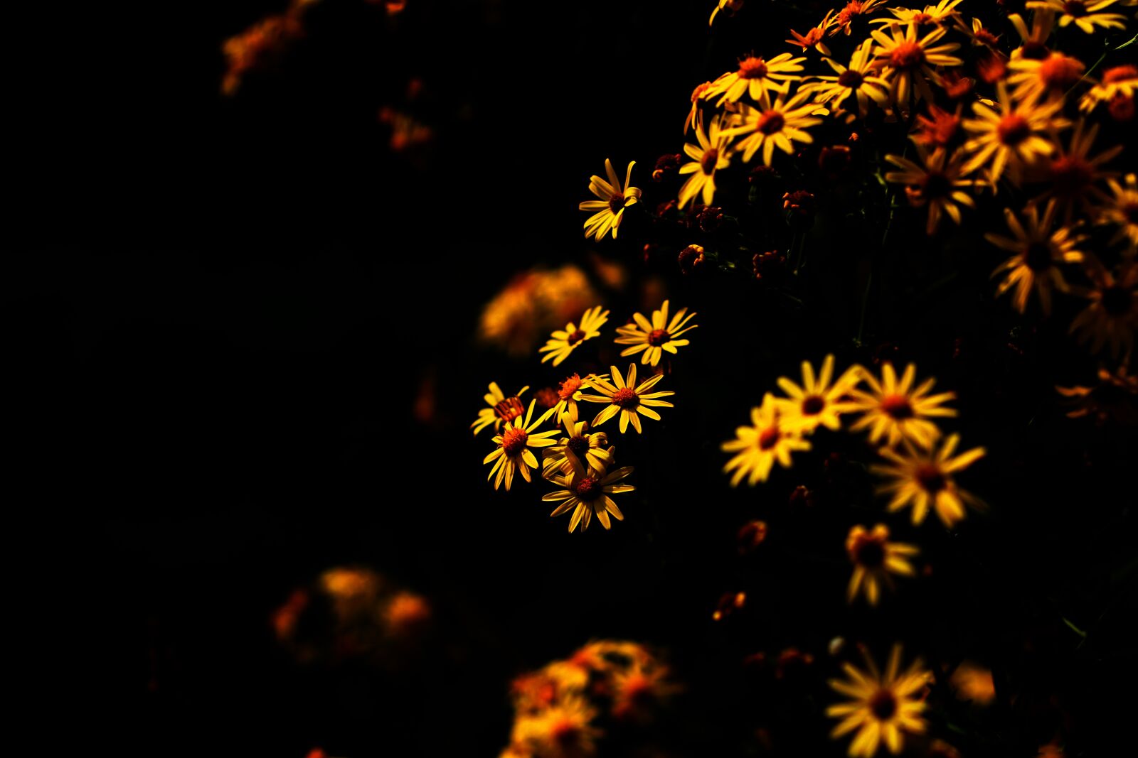 E 50mm F1.8 OSS sample photo. Daisy, yellow, earth photography