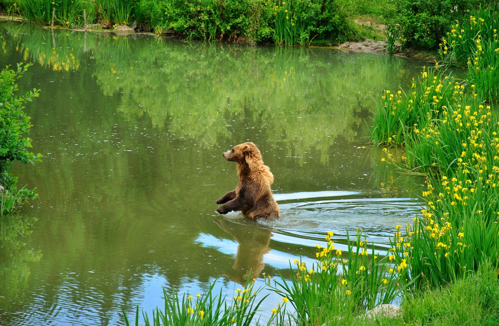 Nikon D3000 sample photo. Brown bear, wildlife park photography