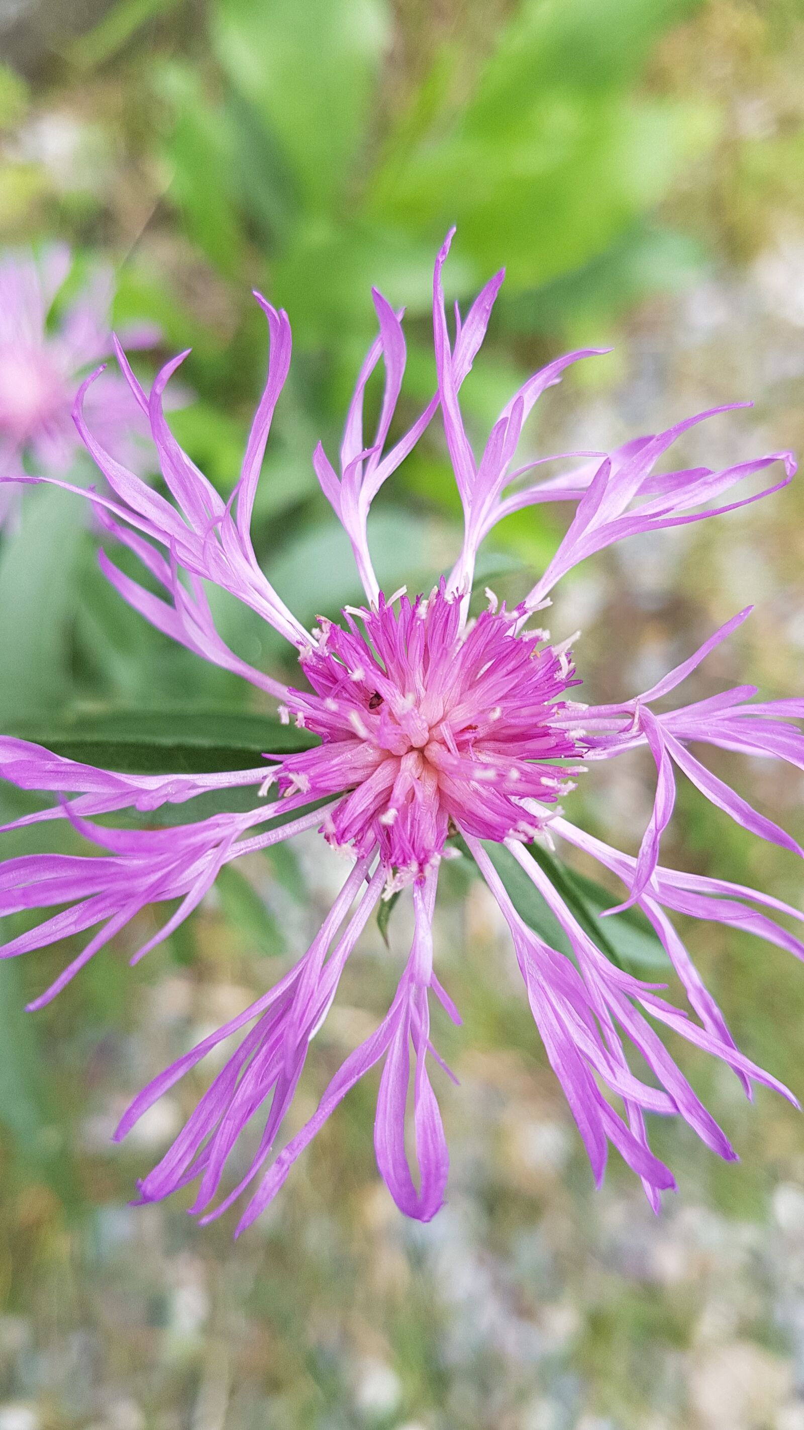 Samsung Galaxy S7 Edge sample photo. Cornflower, flower, pink photography