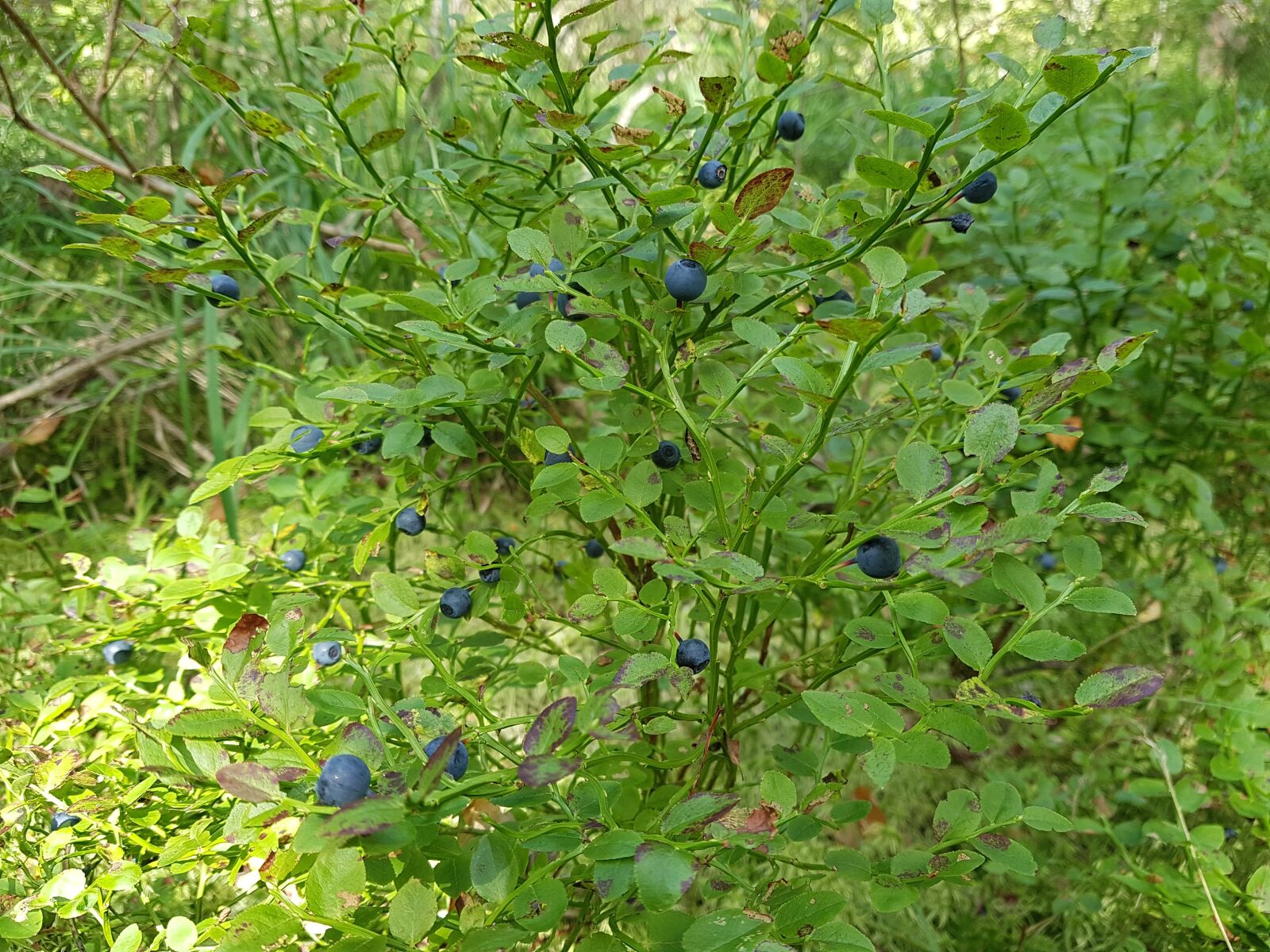 Samsung Galaxy S7 sample photo. Blueberry, bush, velikodvor'ye photography