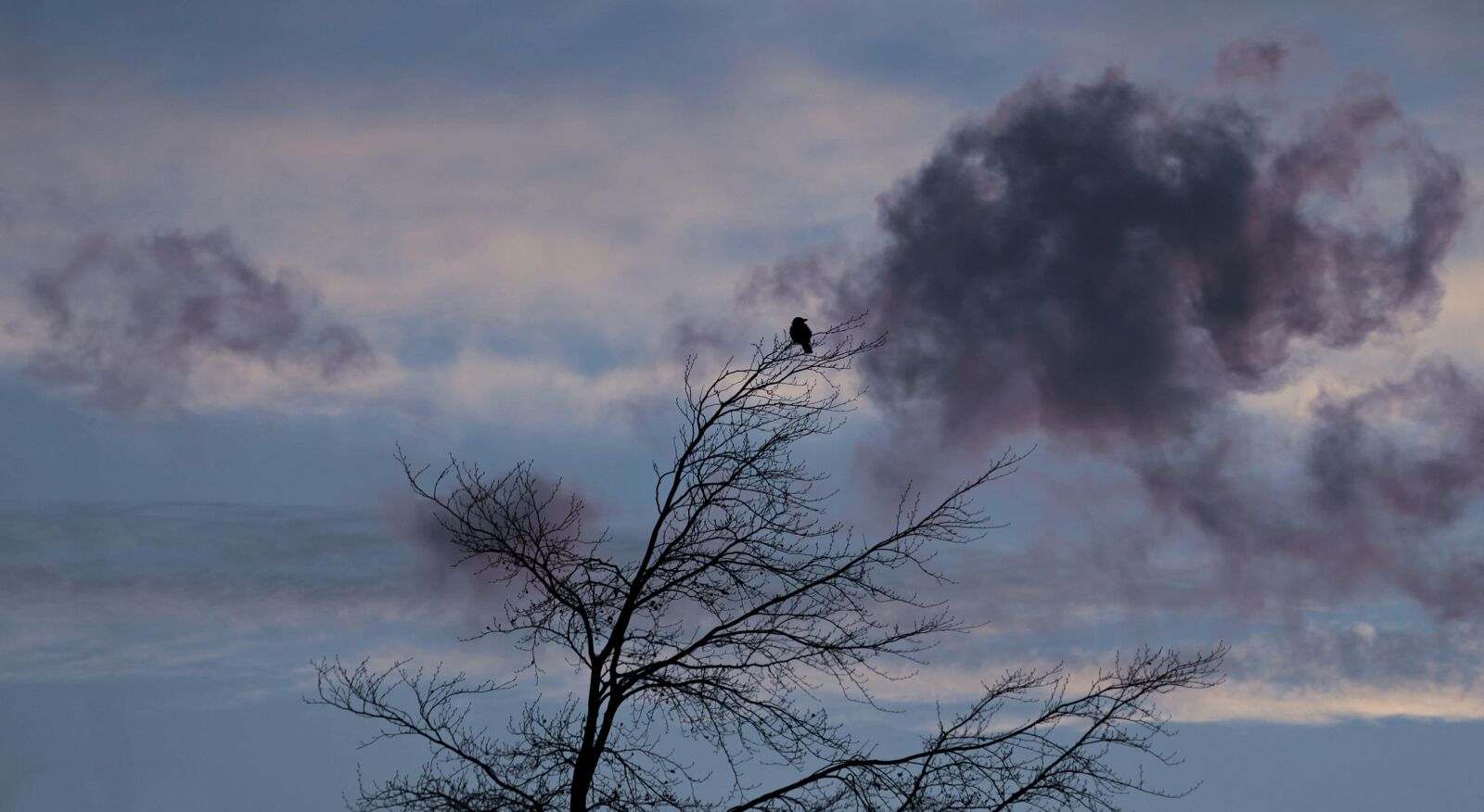 Canon EOS 100D (EOS Rebel SL1 / EOS Kiss X7) sample photo. Nature, crow, landscape, winter photography
