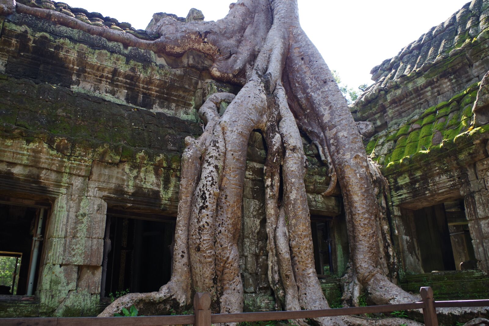 Pentax K-S2 sample photo. Cambodia, angkorwat, tree photography