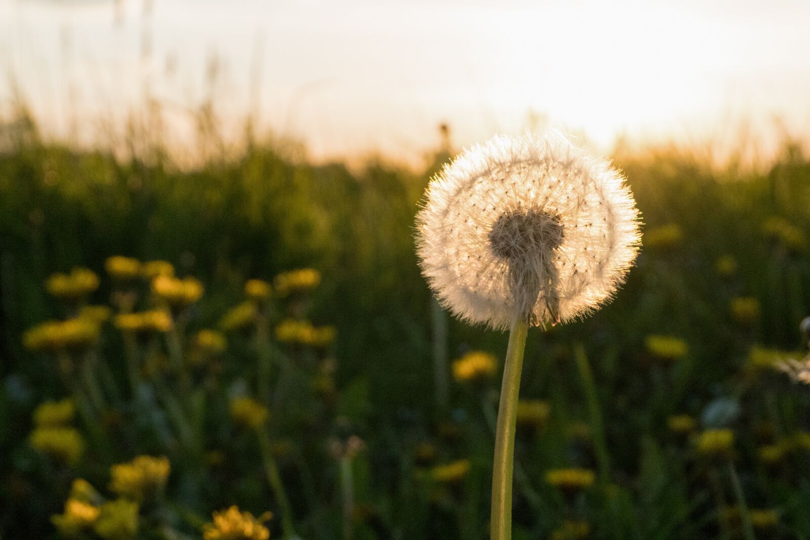 Sony a6300 sample photo. Dandelion, spring, meadow photography