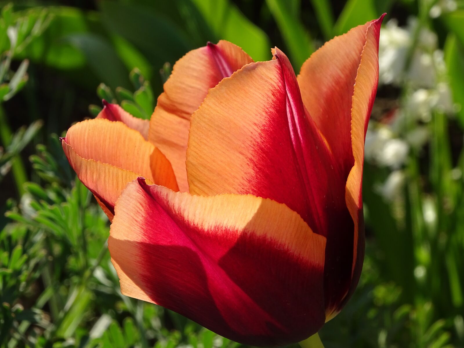Sony Cyber-shot DSC-HX400V sample photo. Tulip, flower, colorful photography