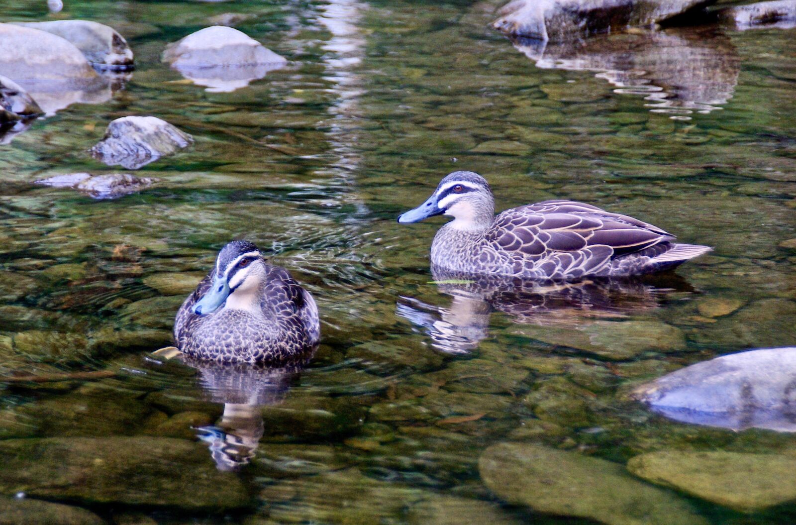 Pentax K10D sample photo. Ducks, wild, pair photography