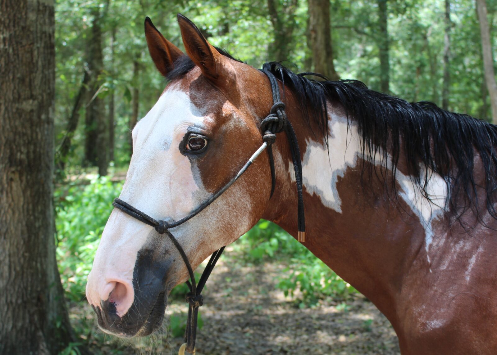 Canon EOS 1300D (EOS Rebel T6 / EOS Kiss X80) sample photo. Horse, mare, animal photography