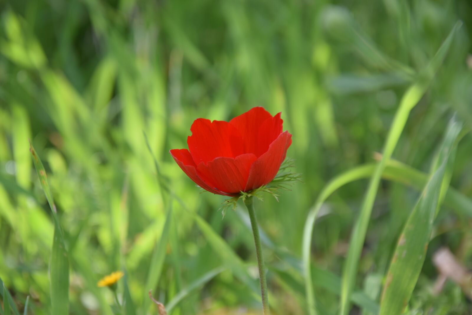 Nikon D3300 sample photo. Nature, flora, flower photography