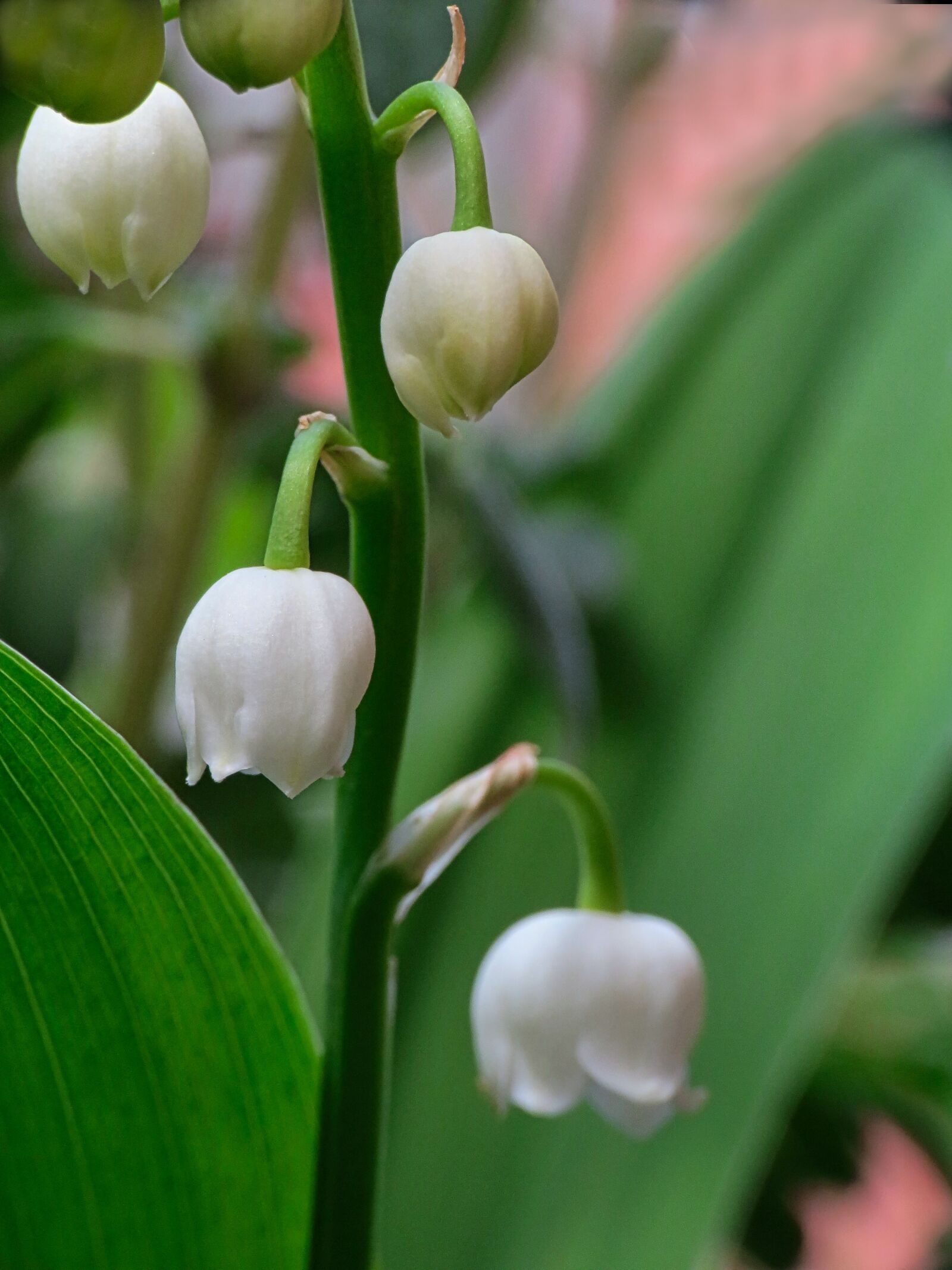 Canon PowerShot SX40 HS sample photo. Lily of the valley photography