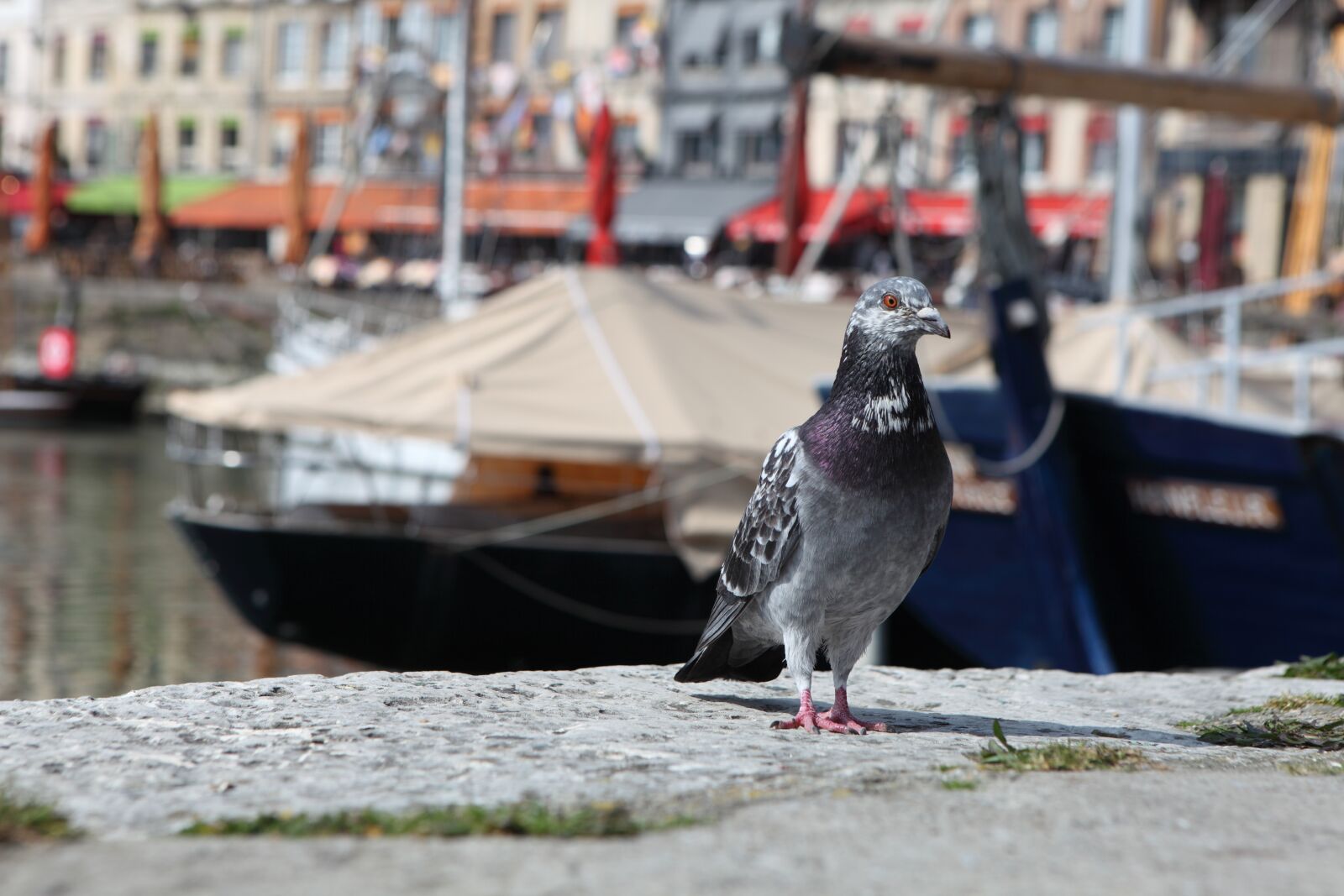 Canon EOS 5D Mark II sample photo. Pigeon, animal, bird photography