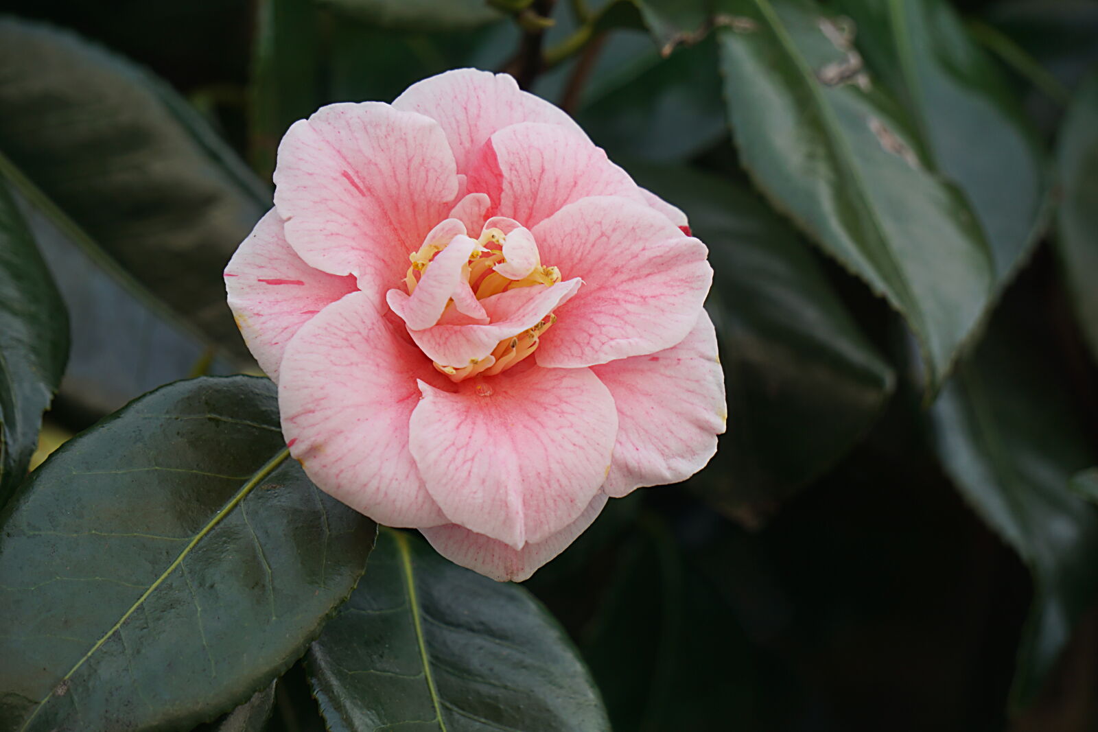 Sony a6000 sample photo. Botanique, cognassier, du, japon photography