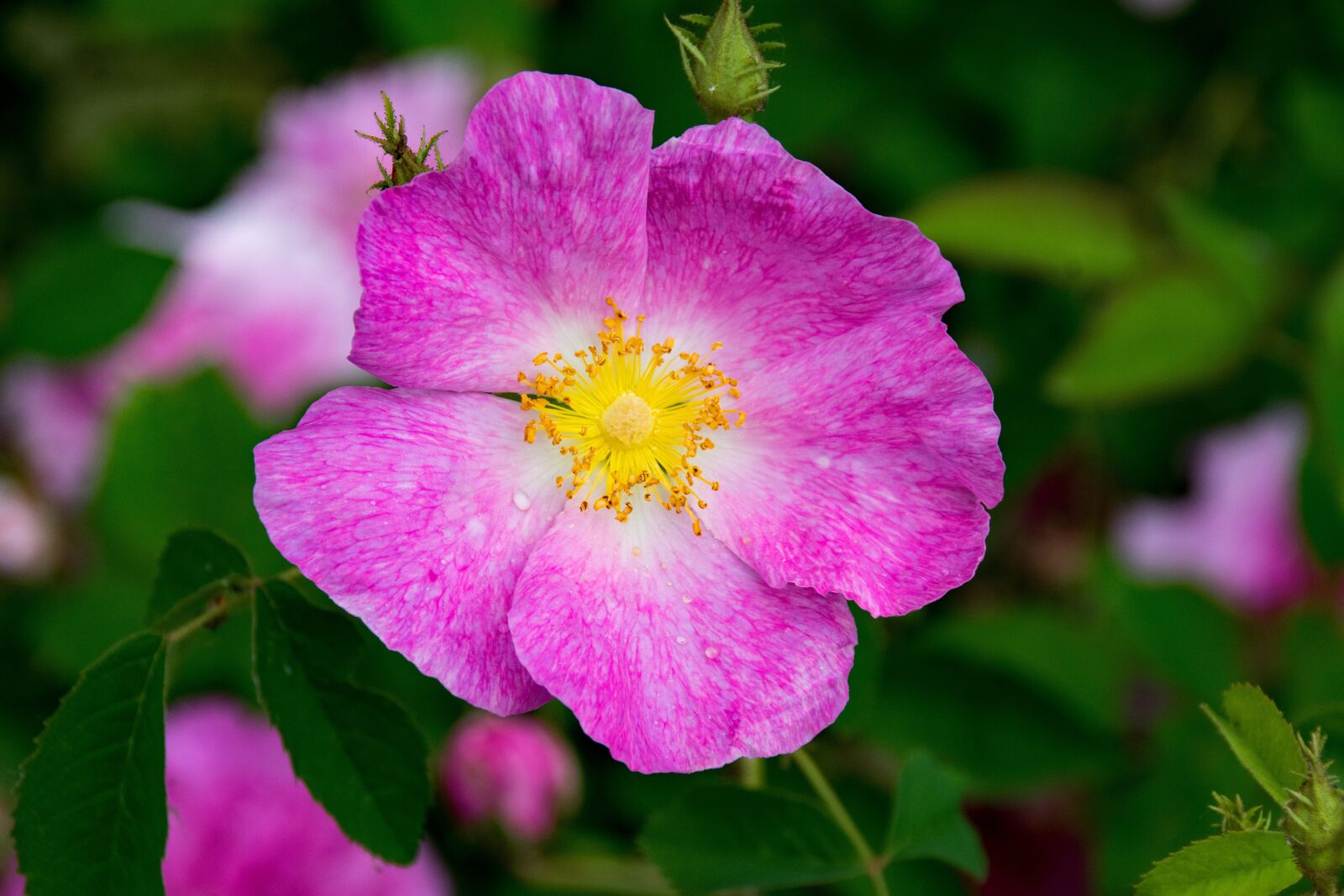 Nikon D5300 sample photo. Rose, rosa gallica, historic photography