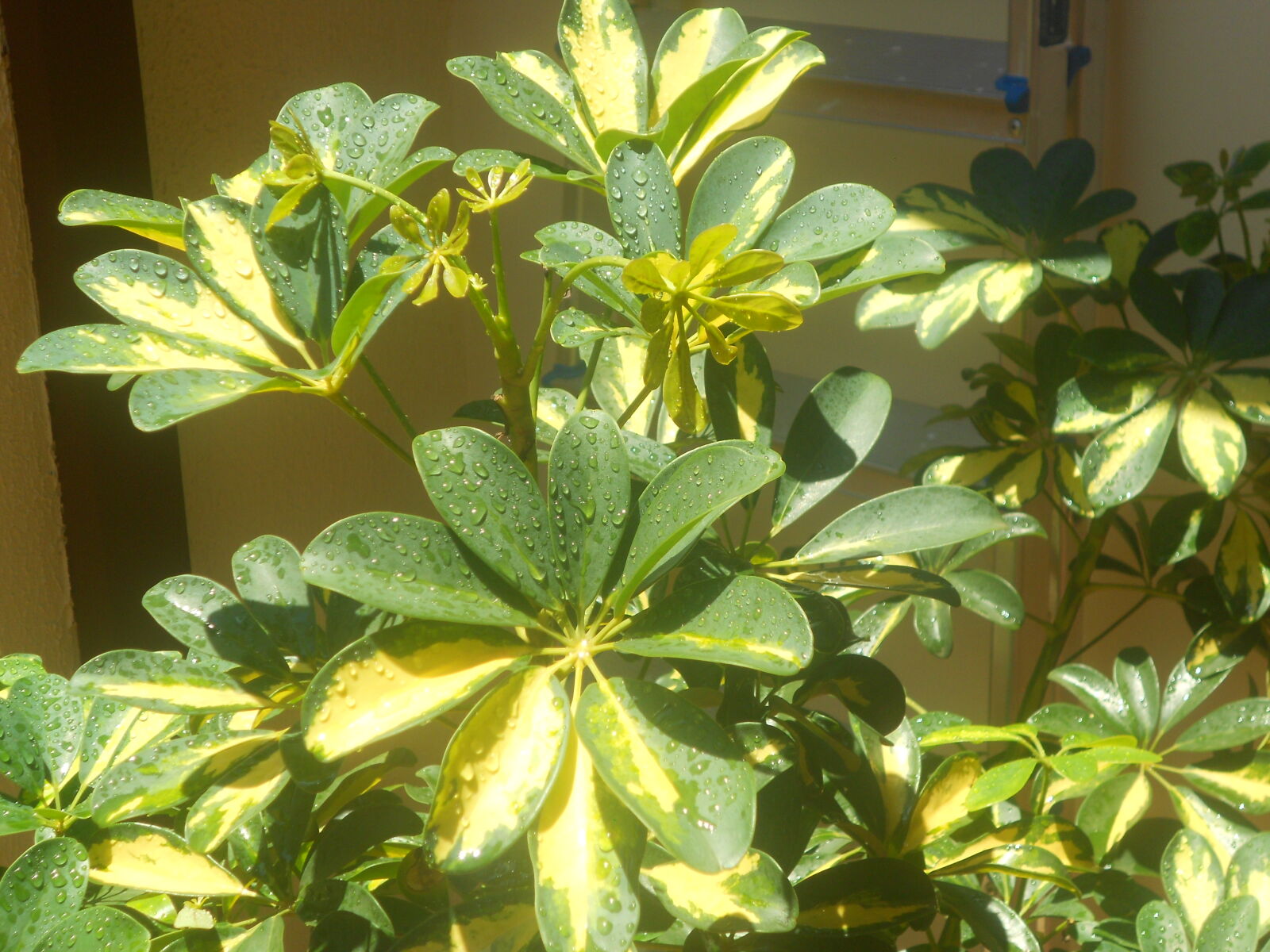 Nikon COOLPIX S2600 sample photo