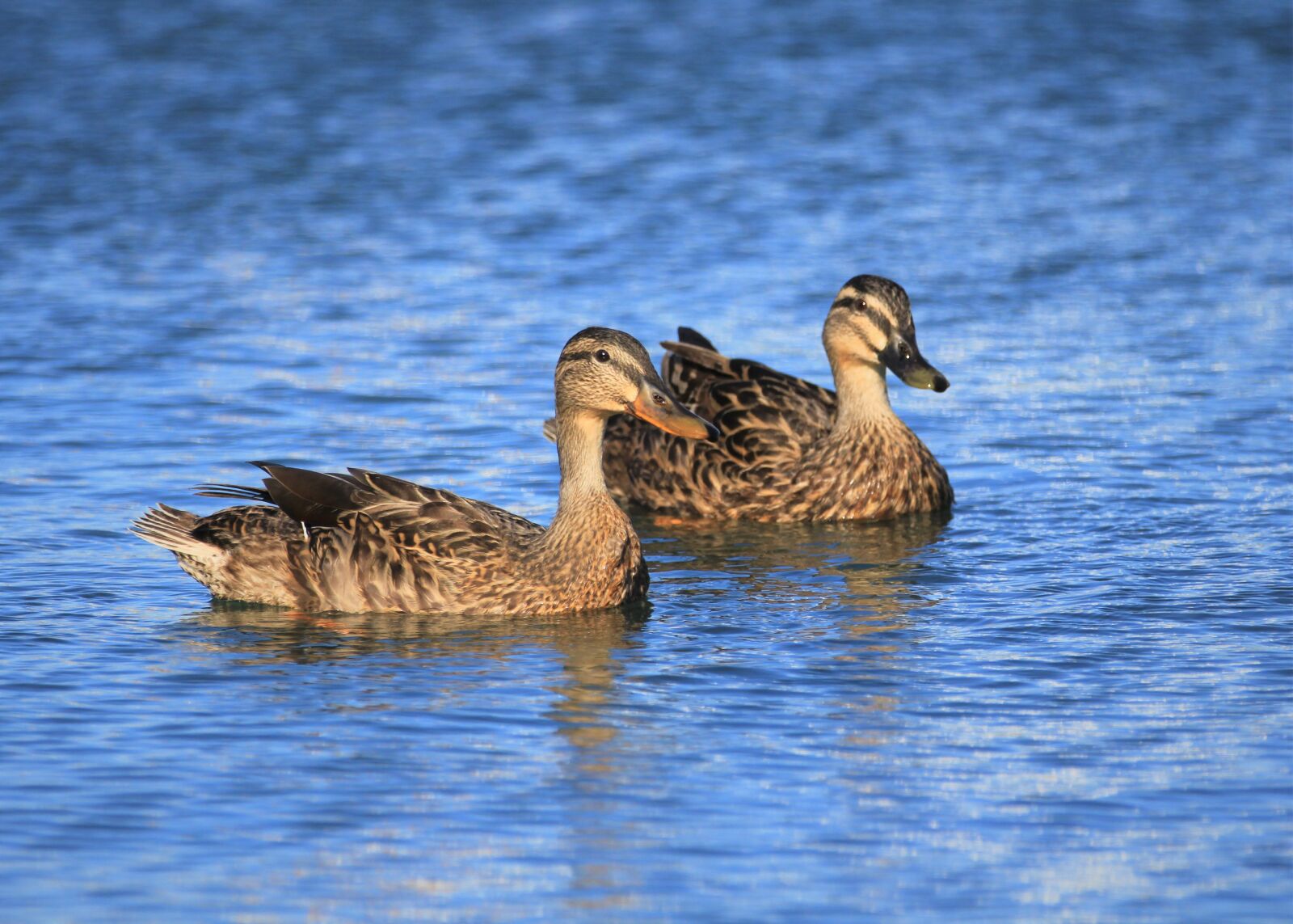 Canon EF 70-200mm F2.8L IS II USM sample photo. Duck, bird, watching photography