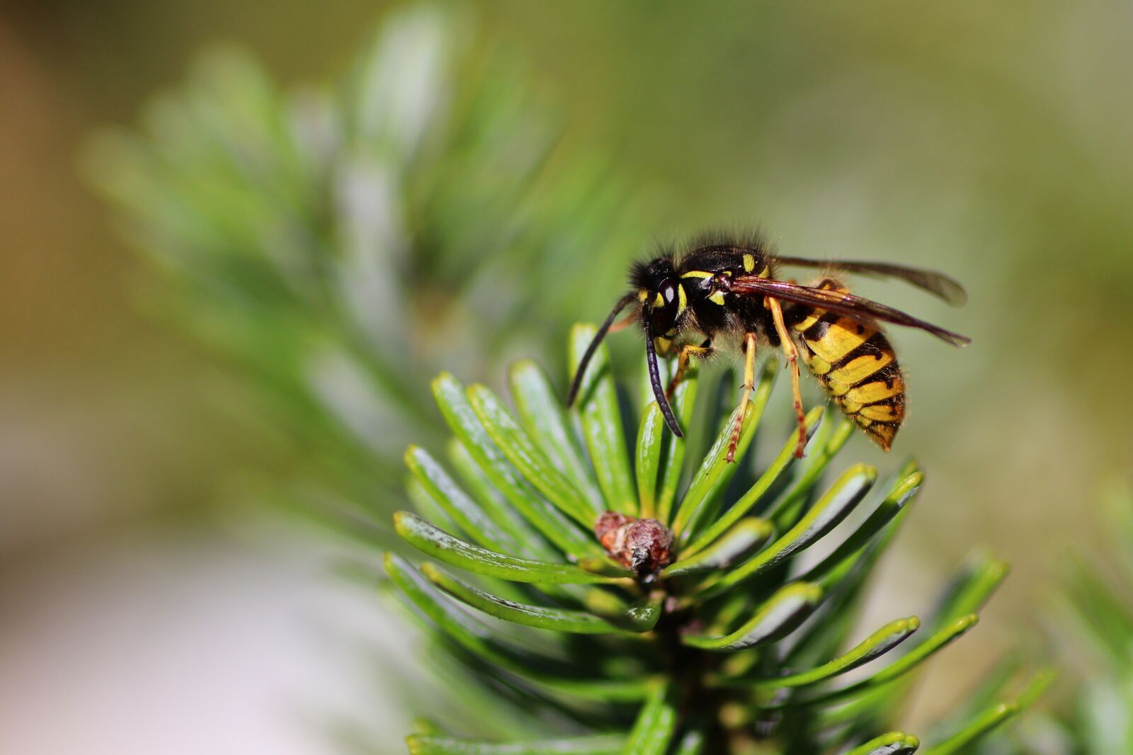 Canon EOS 77D (EOS 9000D / EOS 770D) sample photo. Wasp, close up, insect photography