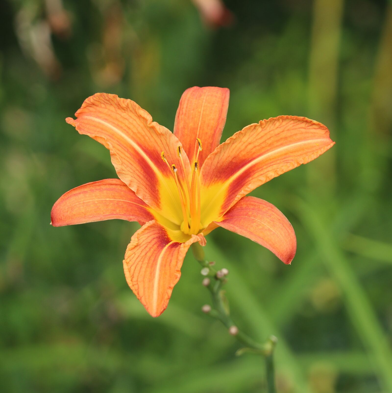 Canon EOS 250D (EOS Rebel SL3 / EOS Kiss X10 / EOS 200D II) sample photo. Lily, flower, orange photography
