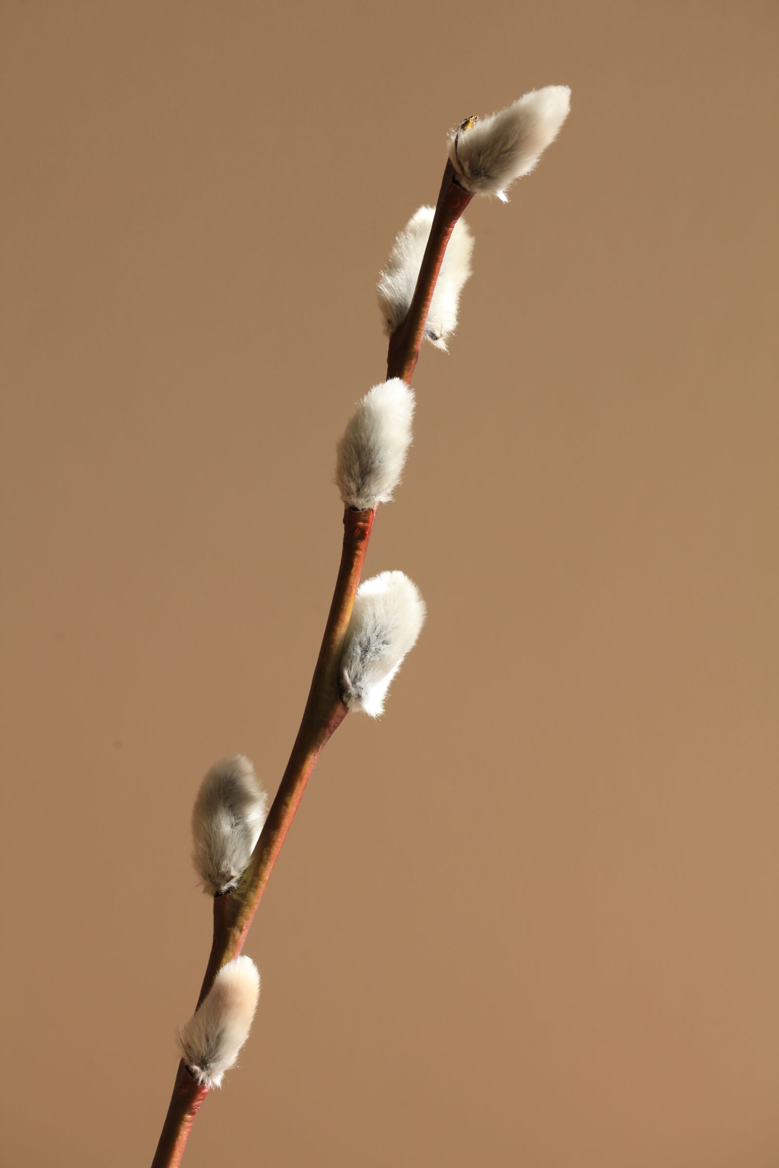 Canon EOS 5D Mark II sample photo. Spring, the basis of photography