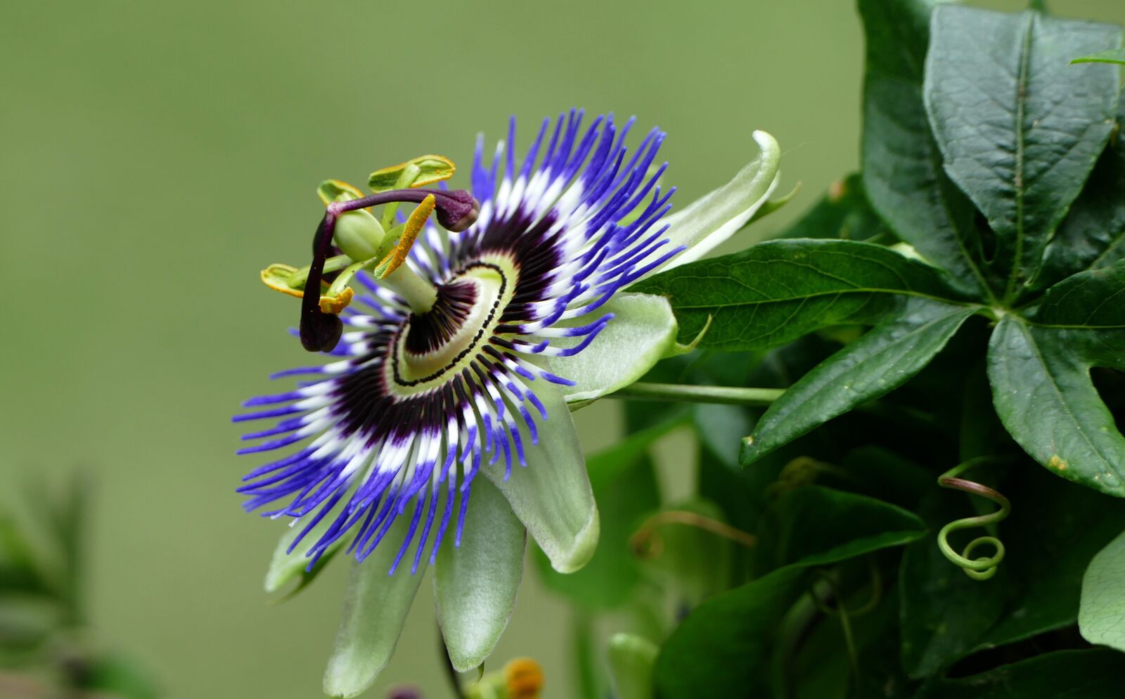 Panasonic Lumix DMC-FZ1000 sample photo. Passion flower, flower, garden photography
