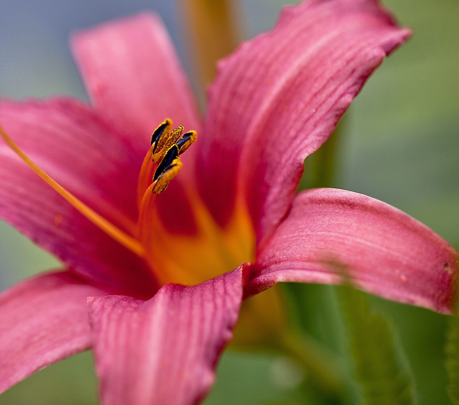 Canon EOS 5D Mark II sample photo. Lily, flower, blossoming photography