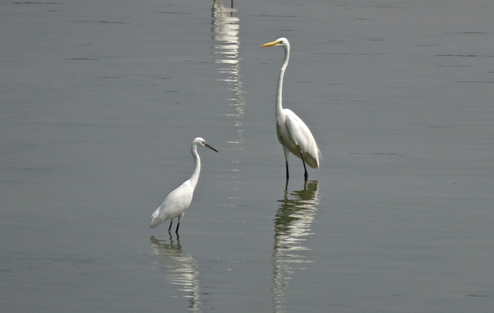 Sony Cyber-shot DSC-HX90V sample photo. Bird, egret, little photography