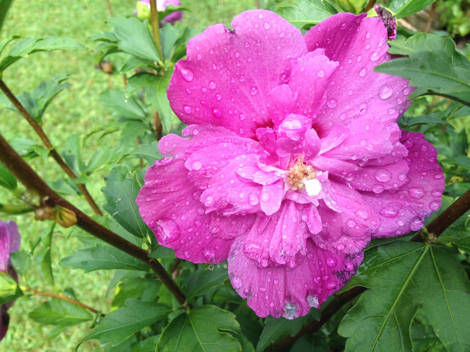 iPhone 5c back camera 4.12mm f/2.4 sample photo. Spring, pink, pink flowers photography