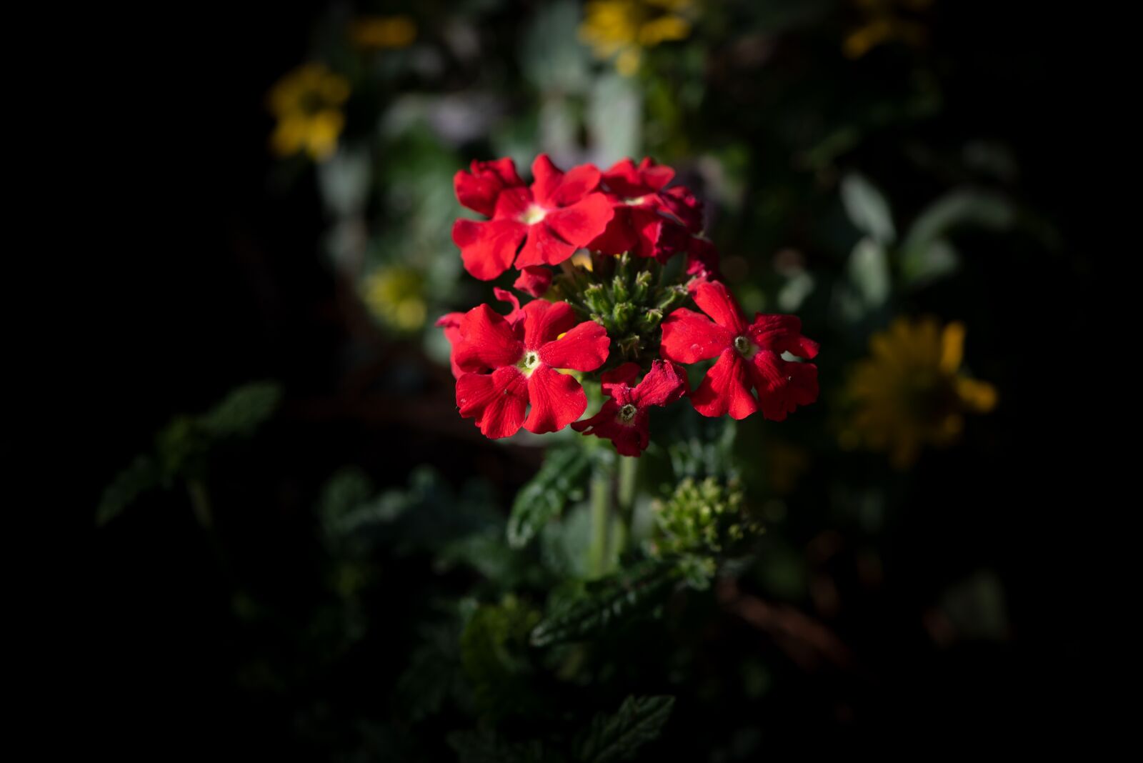 Nikon D750 sample photo. Blossom, bloom, flower photography
