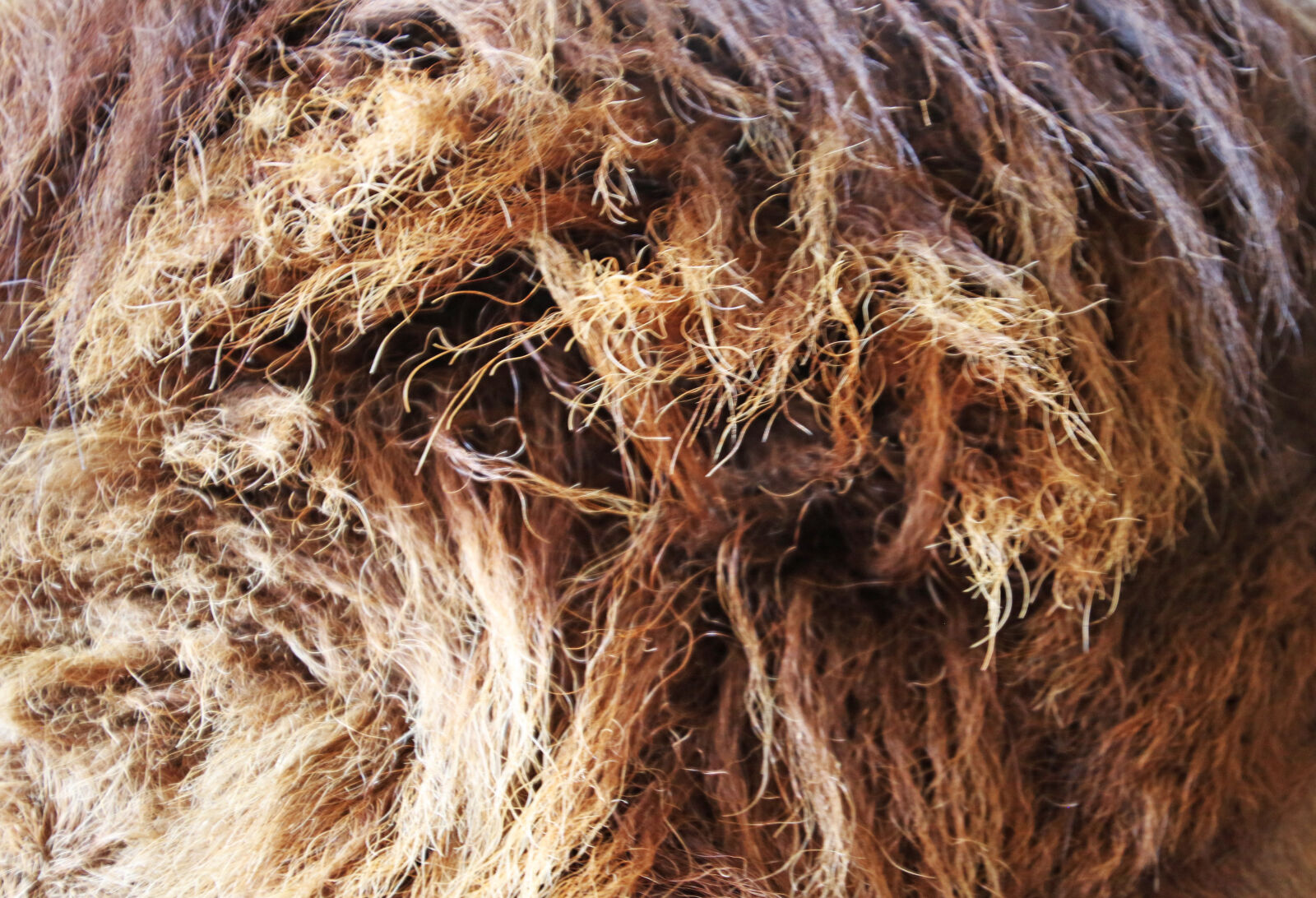 Canon EOS 7D Mark II sample photo. Animal, animal, skin, background photography