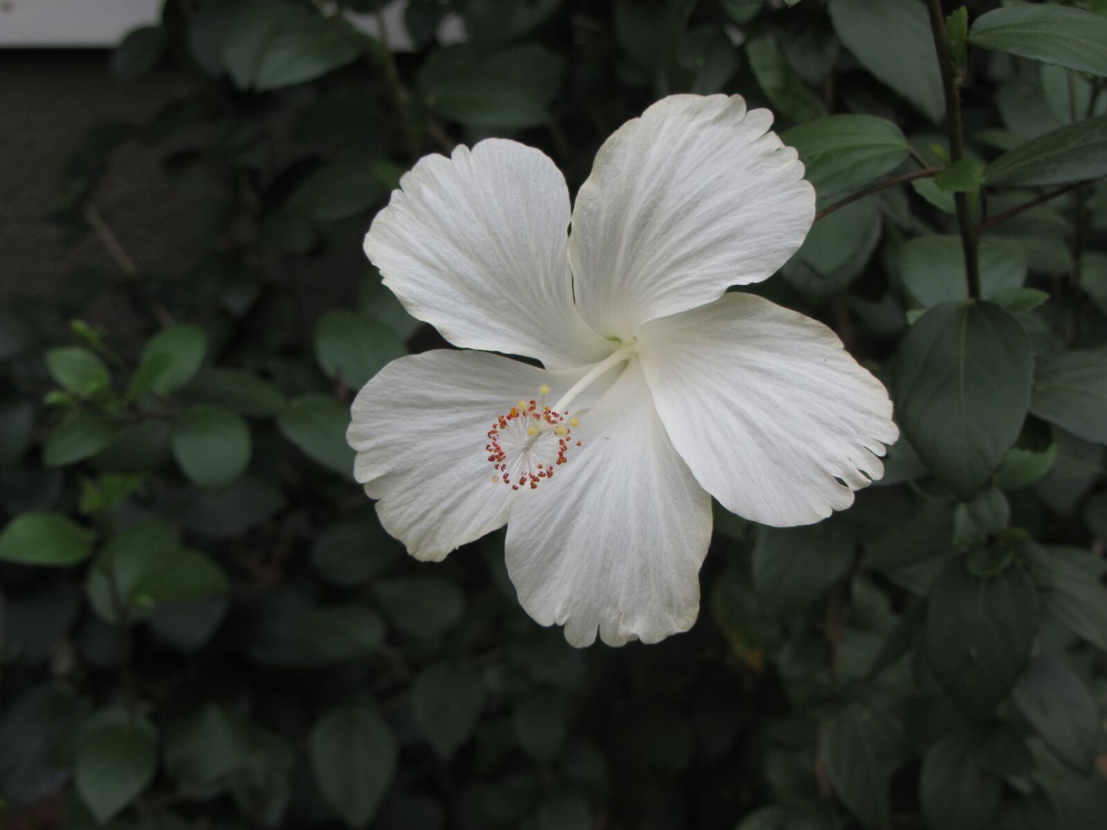 Canon PowerShot SX230 HS sample photo. Flower, blossom, white photography