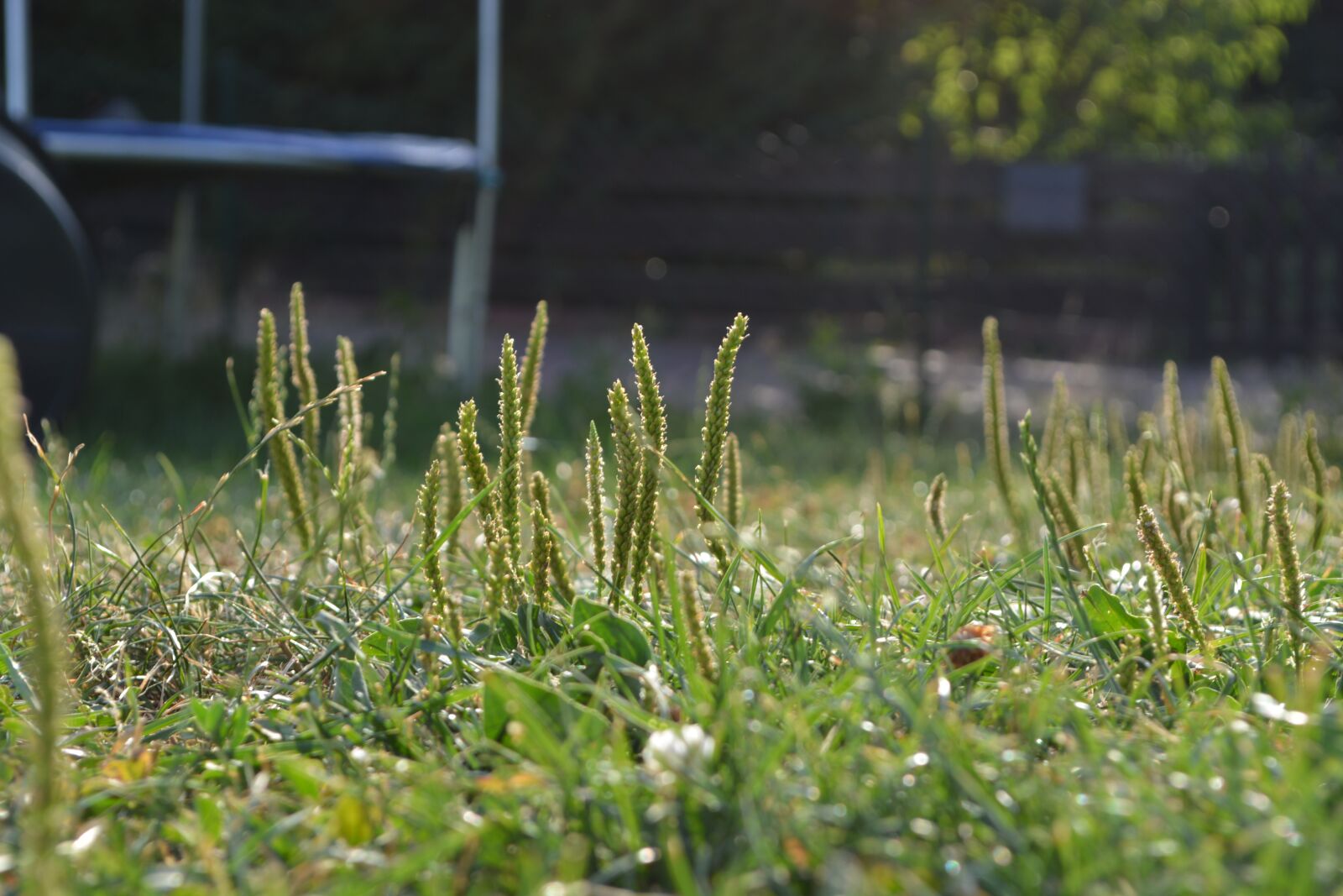 Nikon D5200 sample photo. Meadow, grass, focus photography