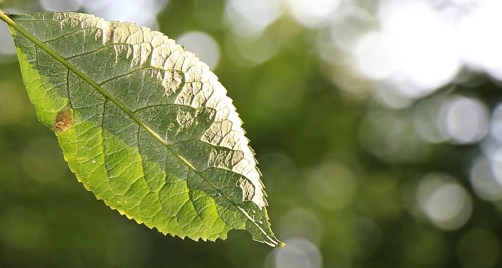 Canon EOS 550D (EOS Rebel T2i / EOS Kiss X4) sample photo. Nature, green leaf, branch photography