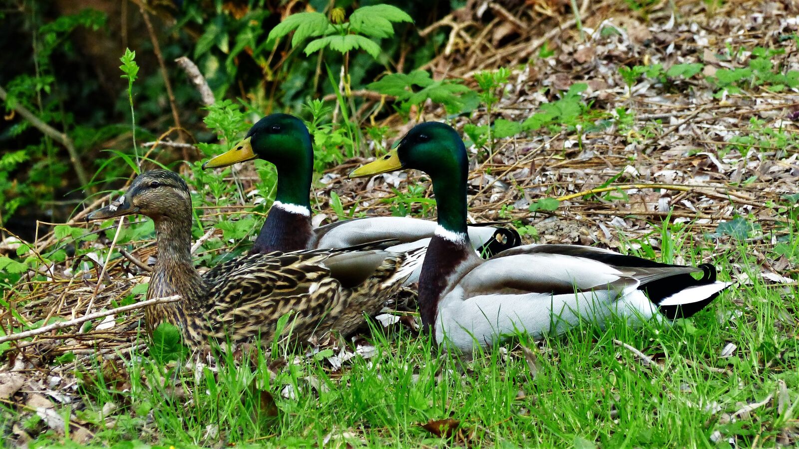 Panasonic Lumix DMC-FZ200 sample photo. Nature, bird, duck photography