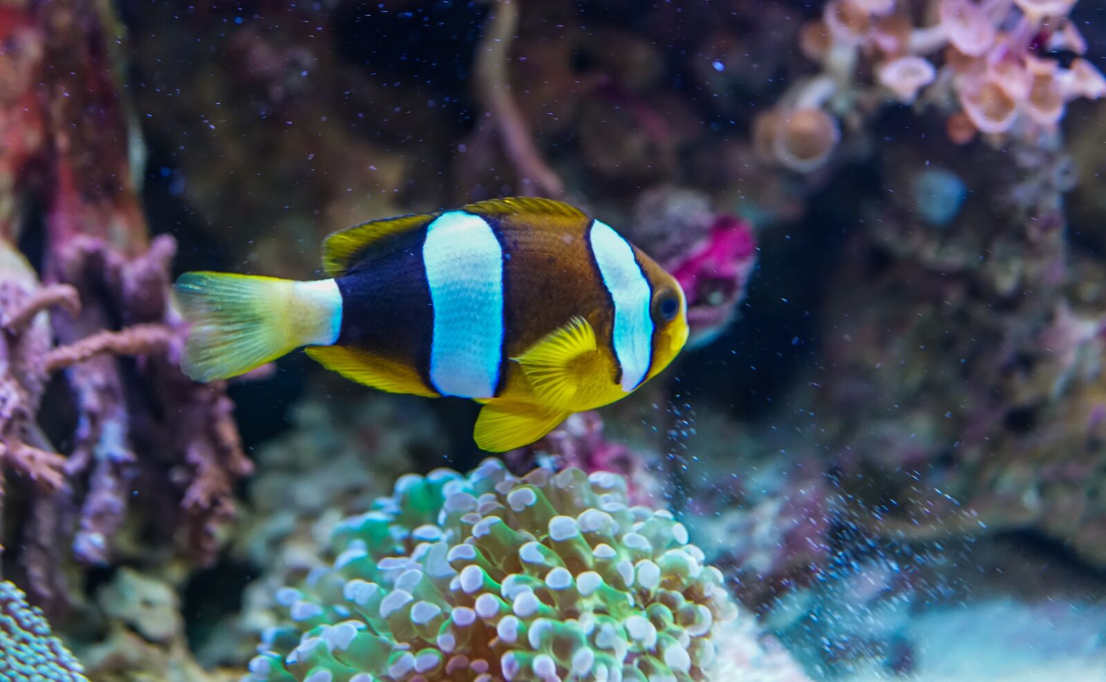 Sony Cyber-shot DSC-RX1R II sample photo. Underwater, coral, fish photography