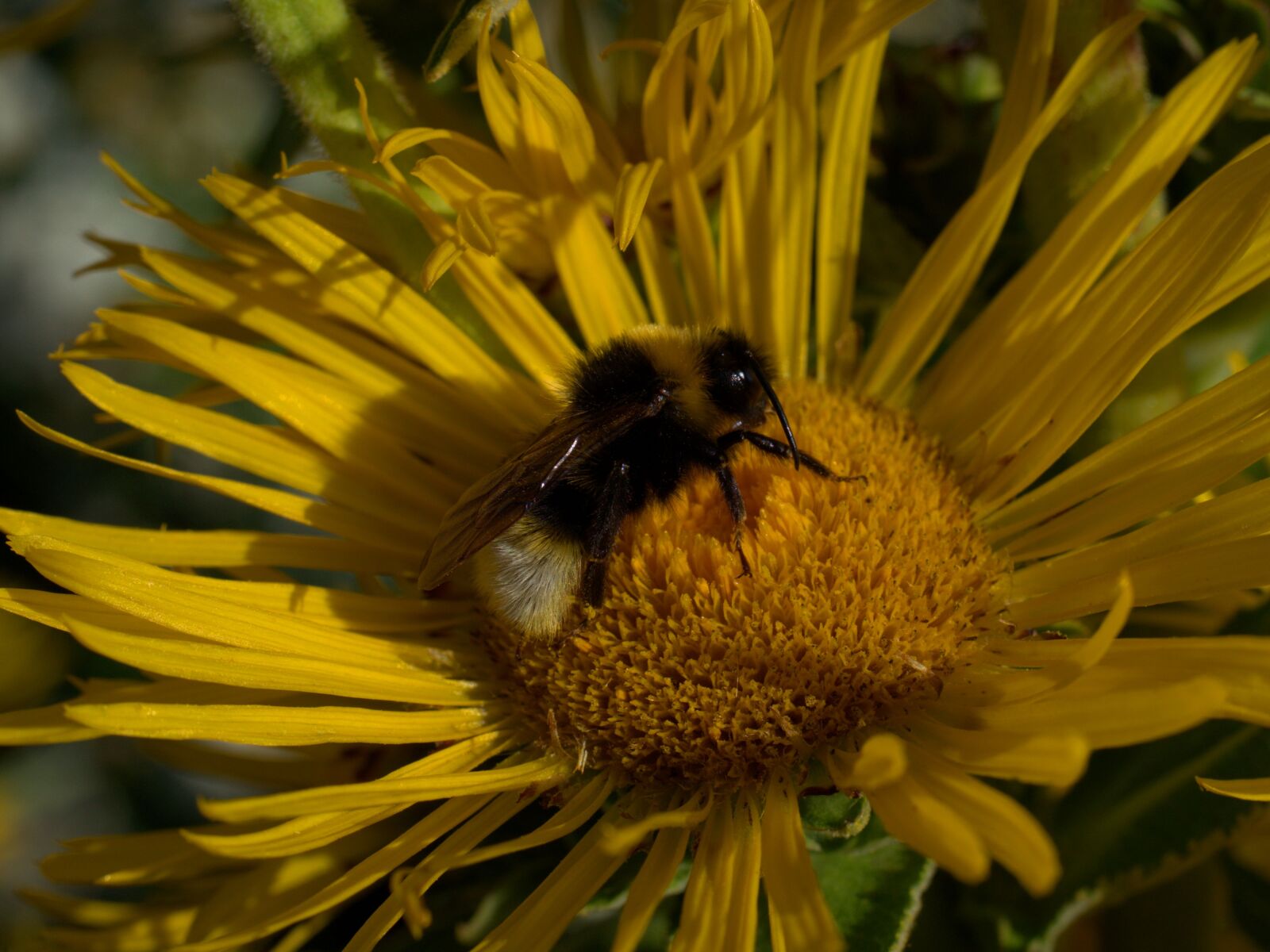 Sony FE 50mm F2.8 Macro sample photo. Hummel, flower, garden photography