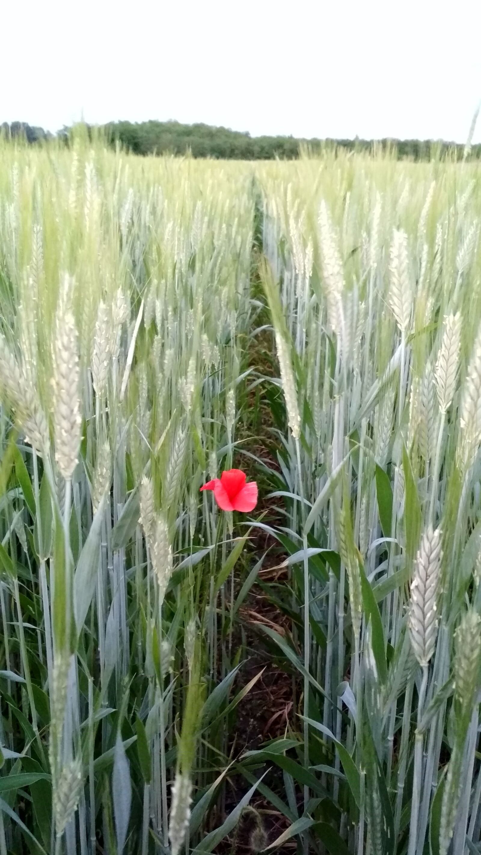 Xiaomi Redmi 4X sample photo. Summer, green, nature photography