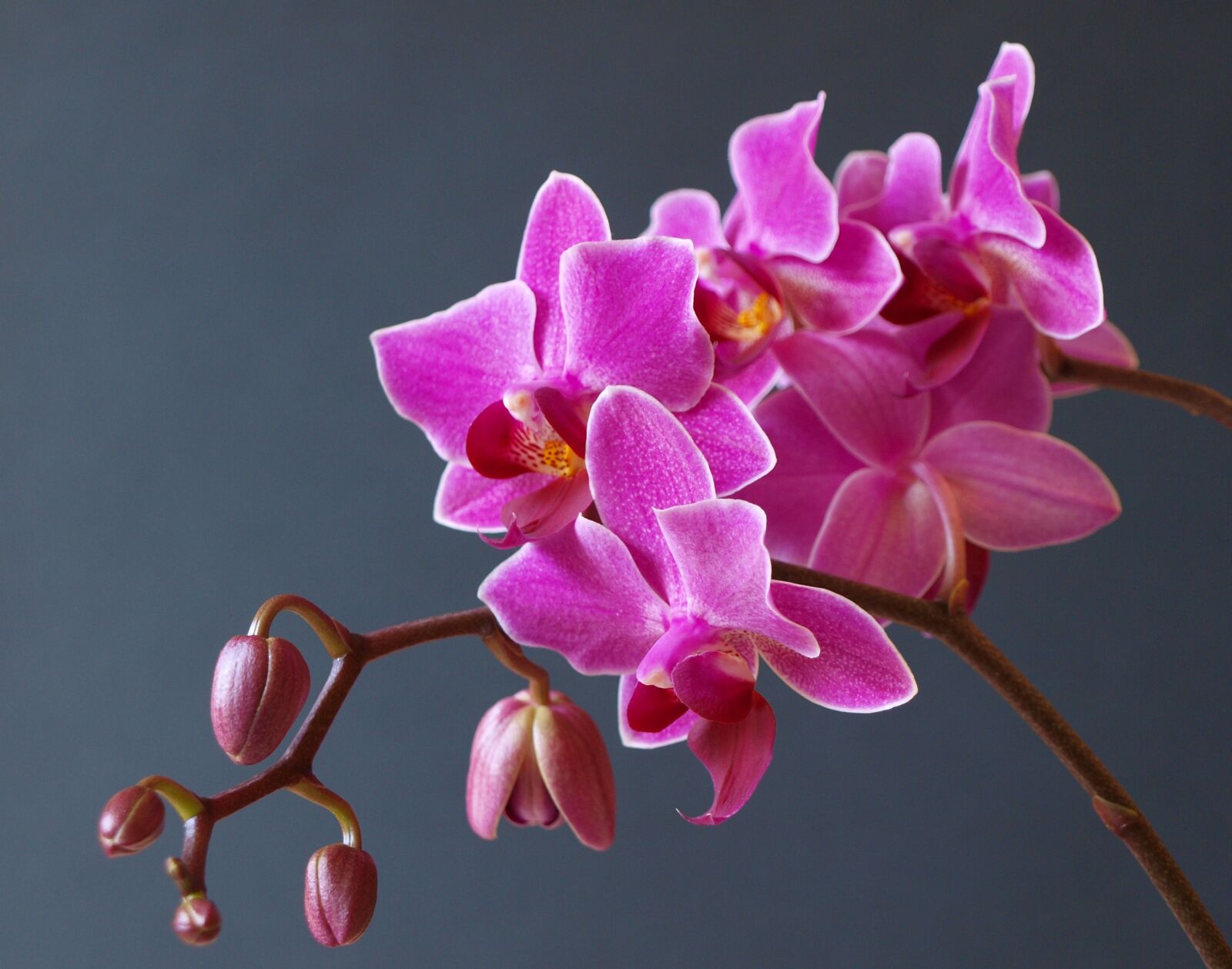 Olympus E-420 (EVOLT E-420) sample photo. Orchid, flower, blossom photography