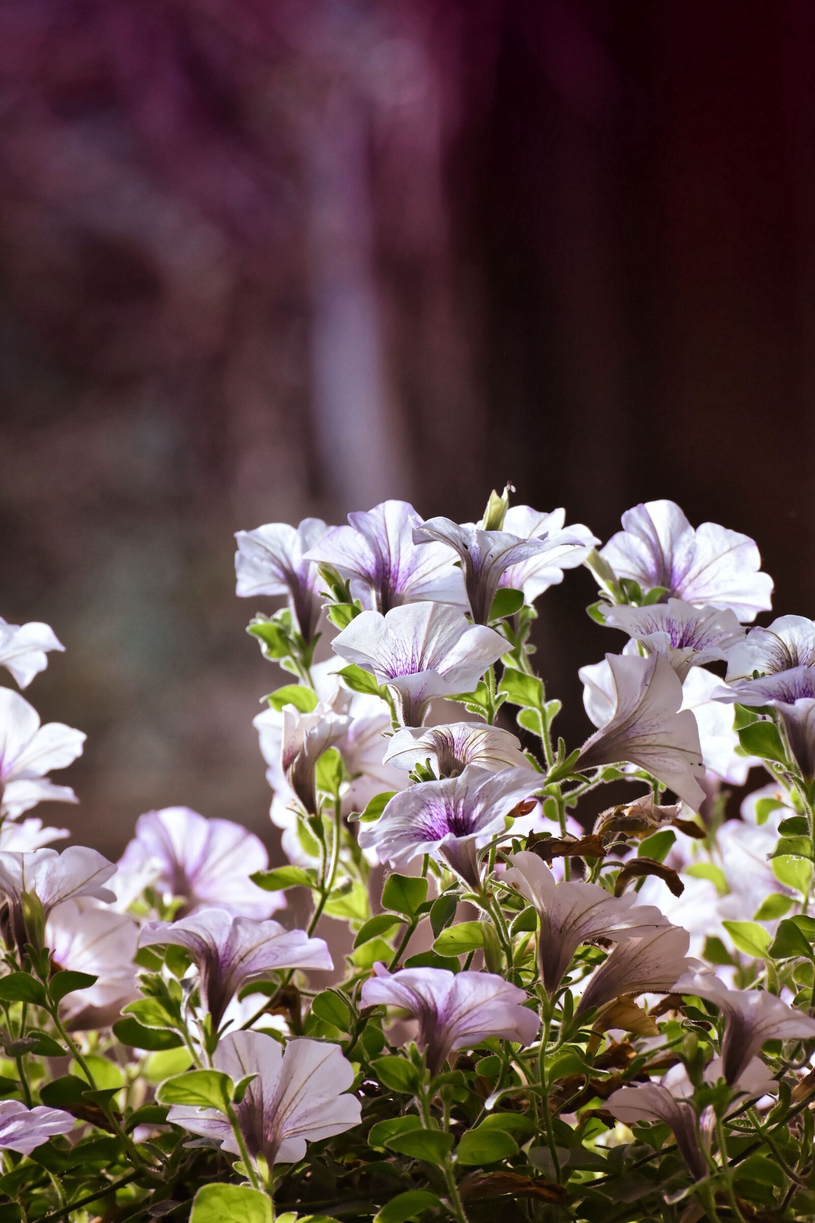 Nikon D7200 sample photo. Flowers, summer, nature photography