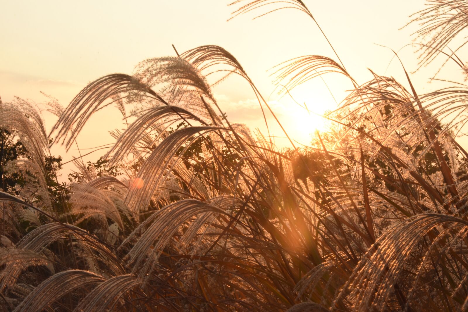 Nikon D7200 sample photo. Sunset, reed photography