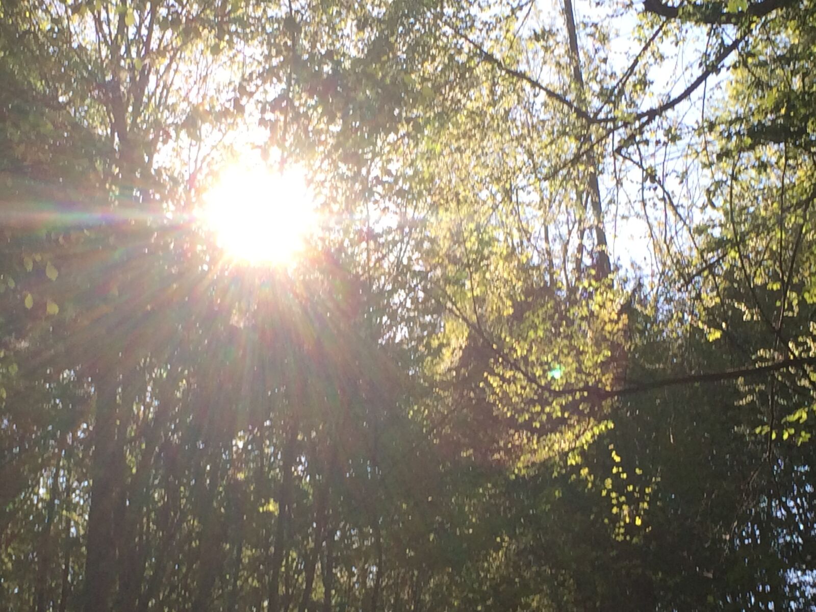iPhone 5s back camera 4.15mm f/2.2 sample photo. Sun, forest, nature photography