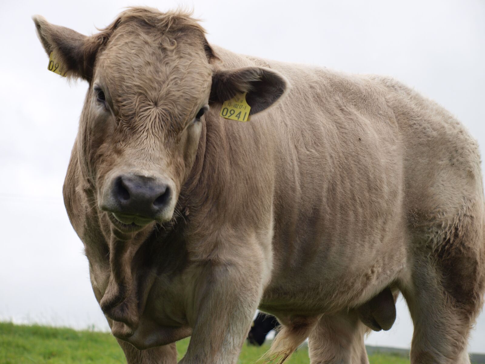 Olympus E-420 (EVOLT E-420) sample photo. Beef, ireland, close up photography