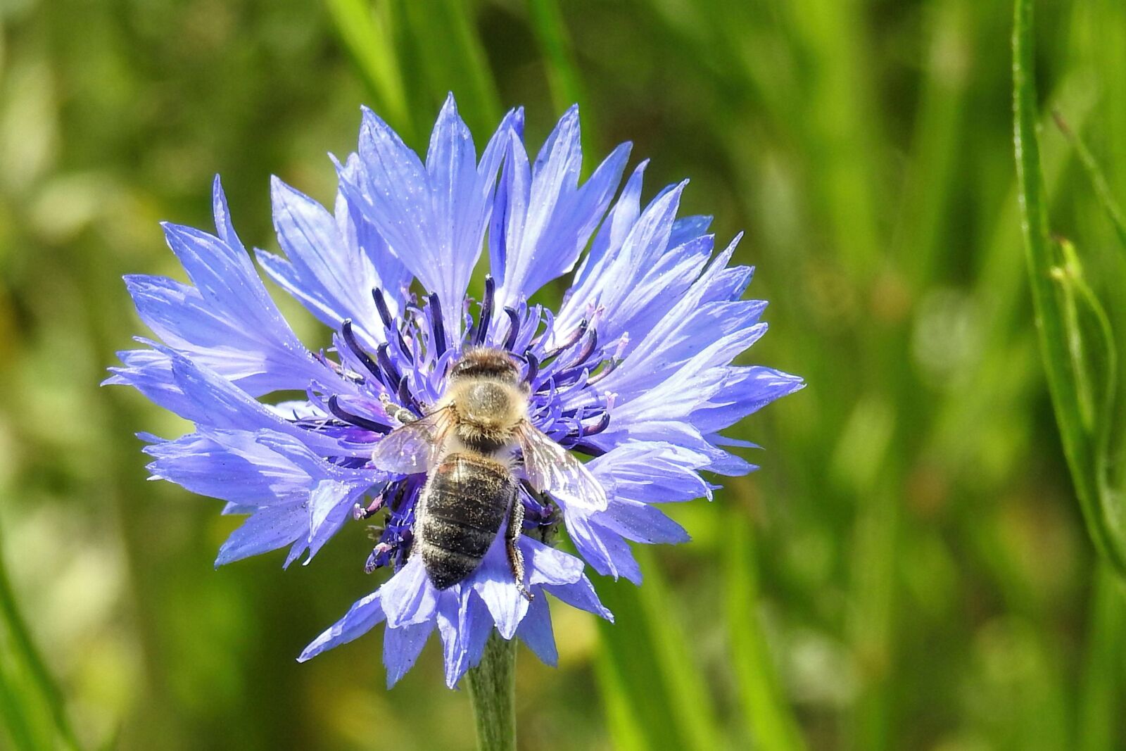 Nikon Coolpix P900 sample photo. Cornflower, bee, nature photography
