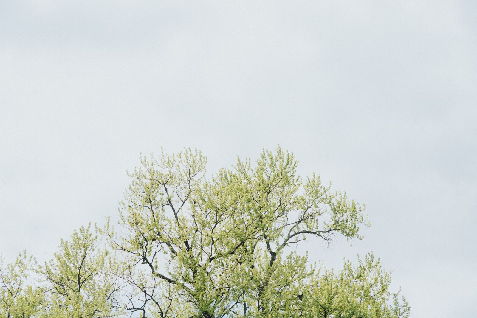 Sony FE 24-105mm F4 G OSS sample photo. Tree, sky, nature photography