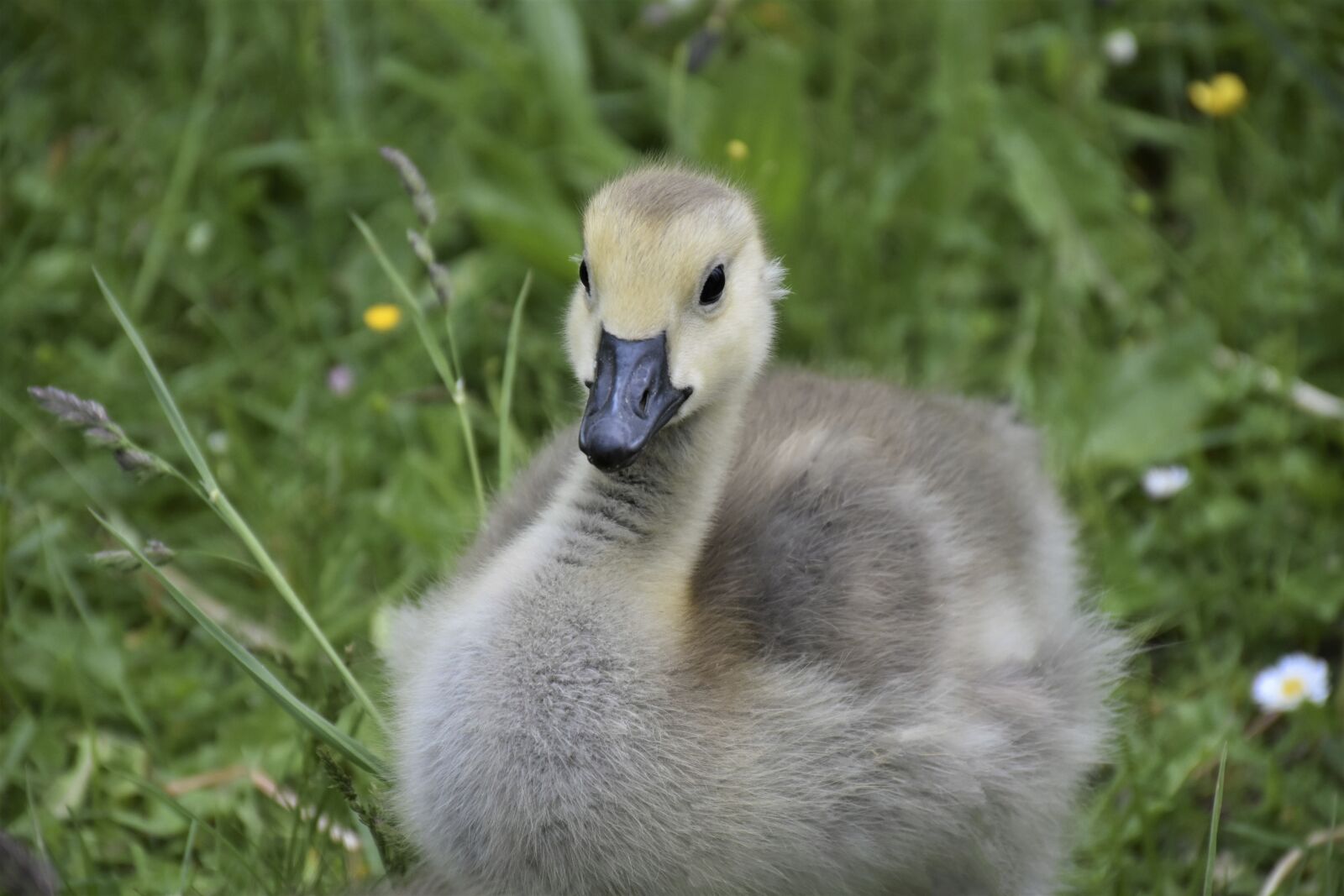 Nikon D7200 sample photo. Goose, family, gaensekuecken photography