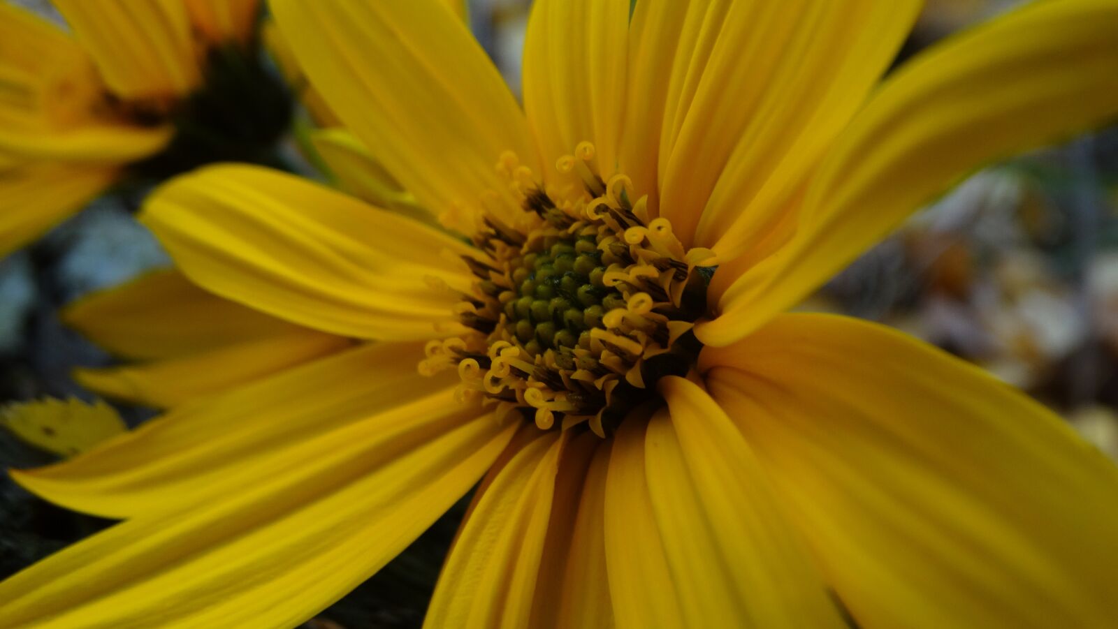 Sony Cyber-shot DSC-HX300 sample photo. Flower, blossom, bloom photography