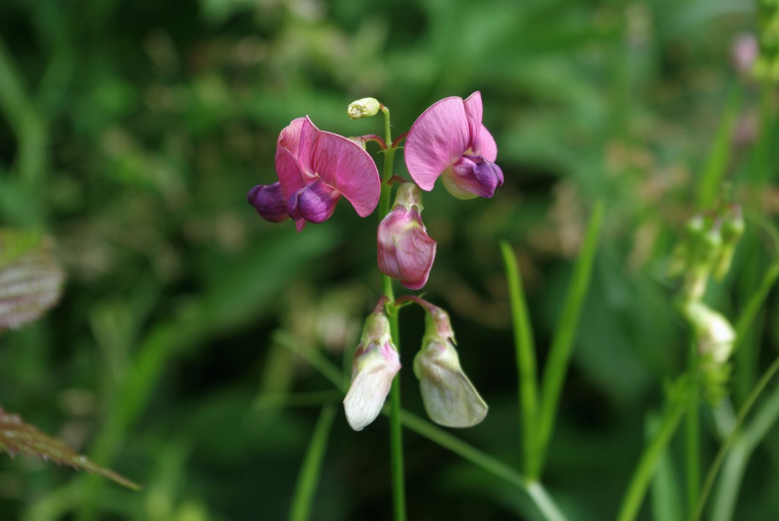 Pentax K-m (K2000) sample photo. Wild orchid, plant, flower photography