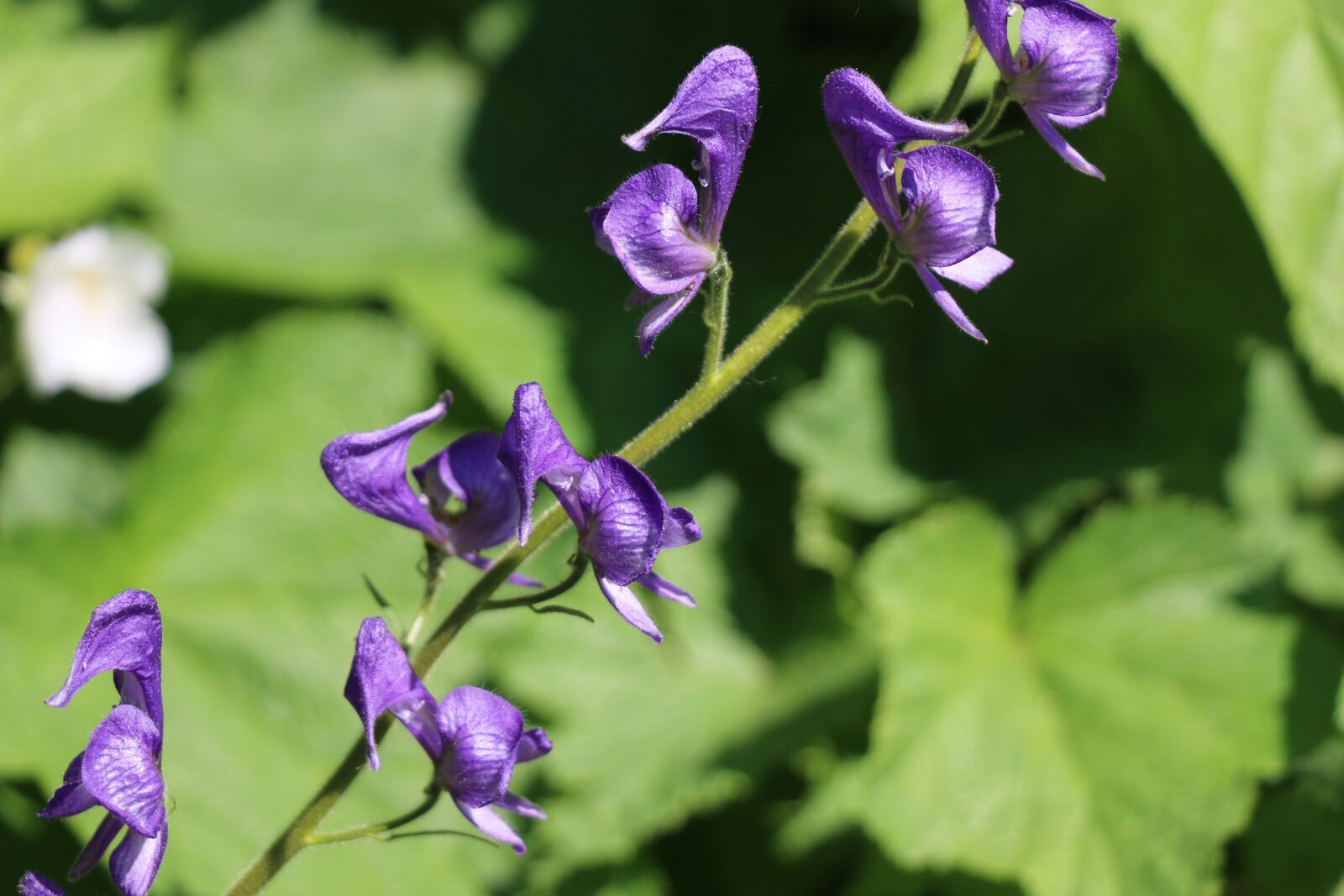 Canon EOS 70D sample photo. Wildflower, summer, color photography